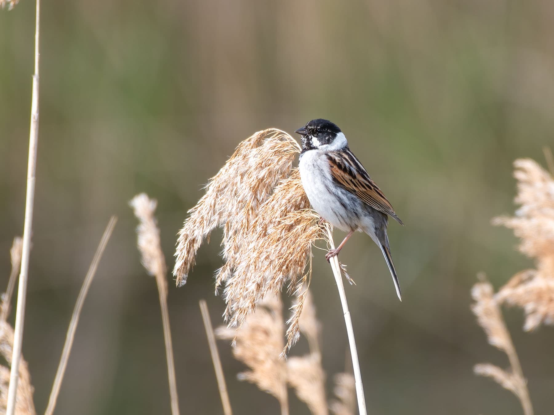 Reed bunting in its natural habitat