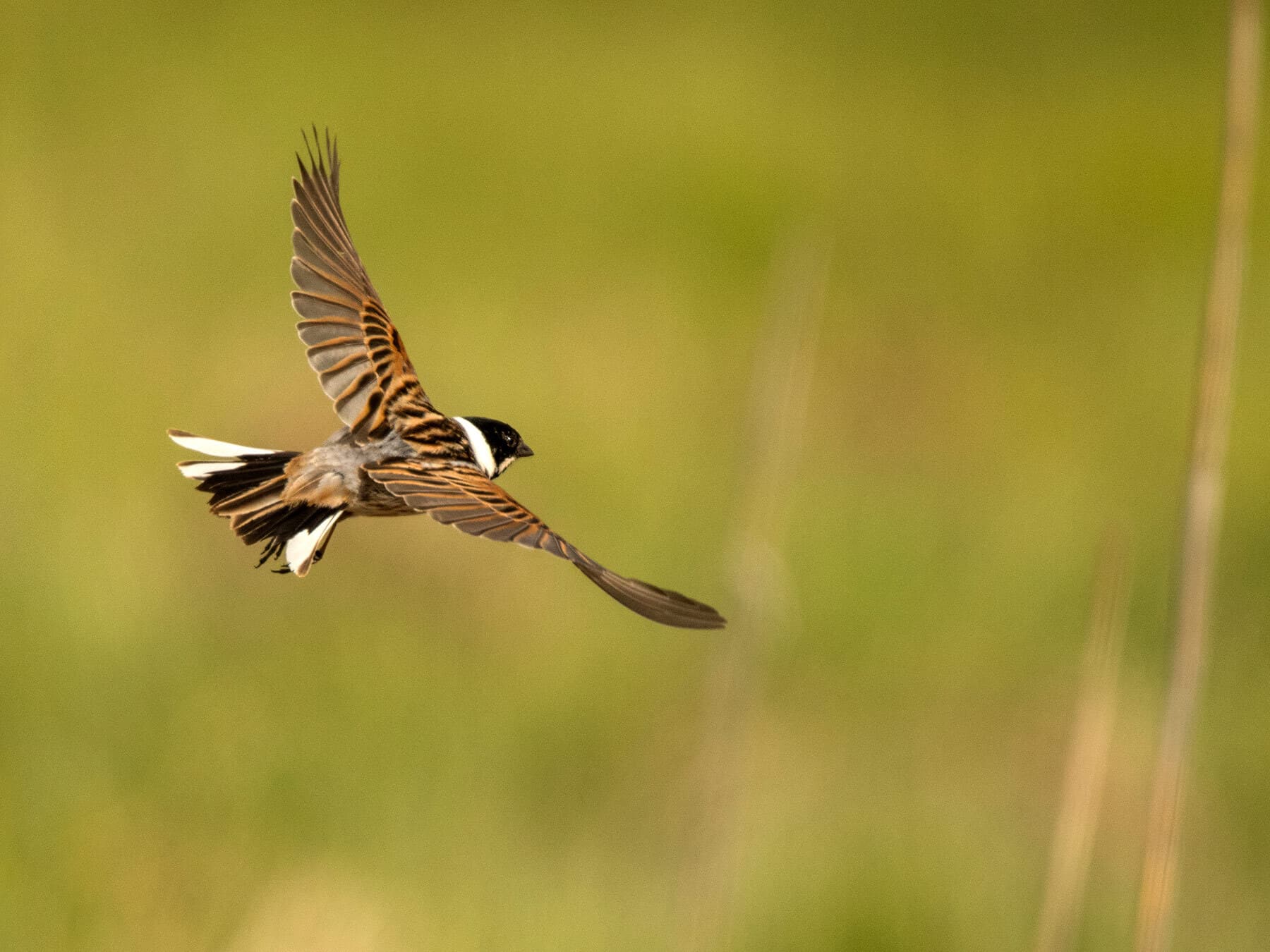 Reed bunting in flight