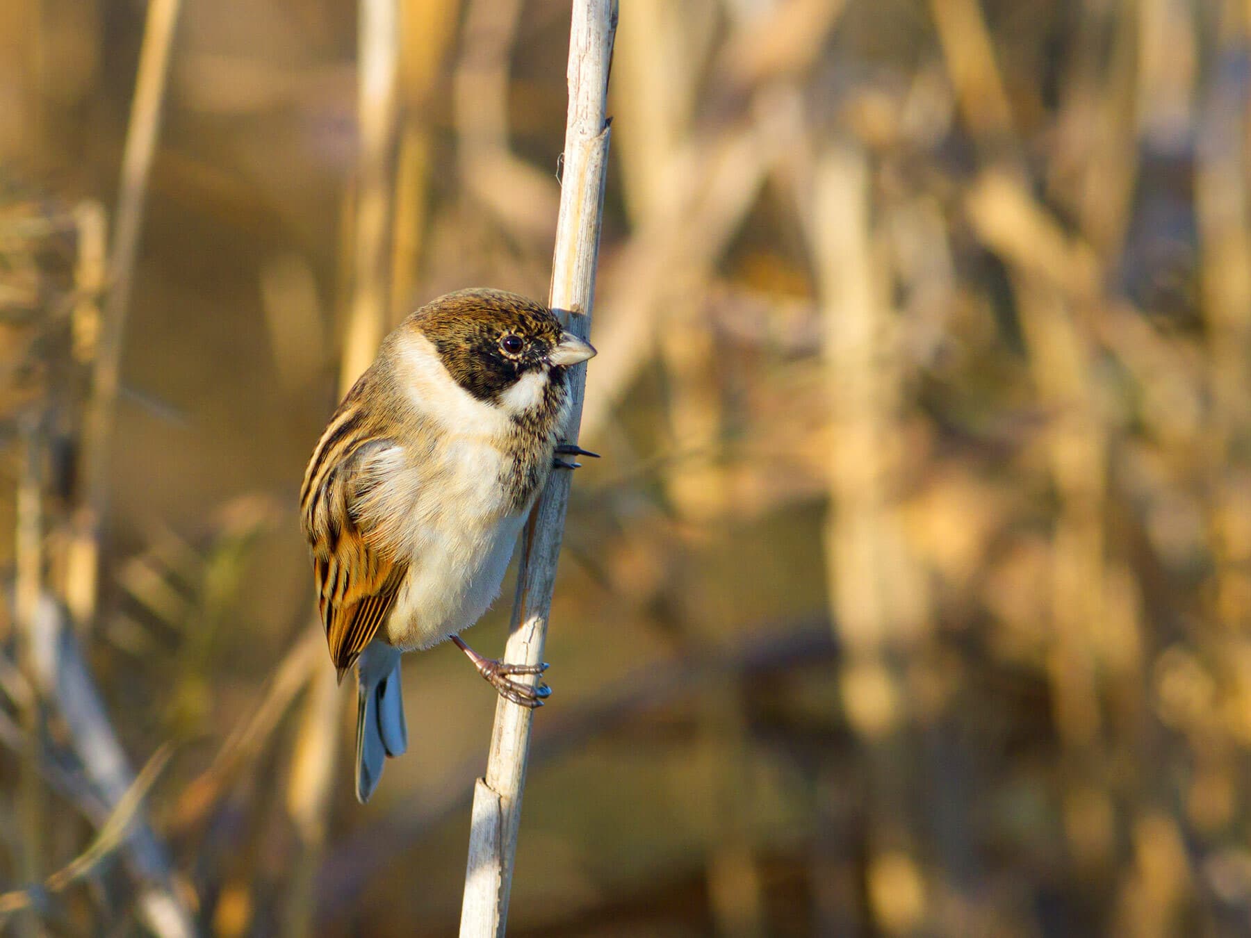 Reed bunting in non-breeding plumage