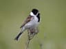Reed Bunting