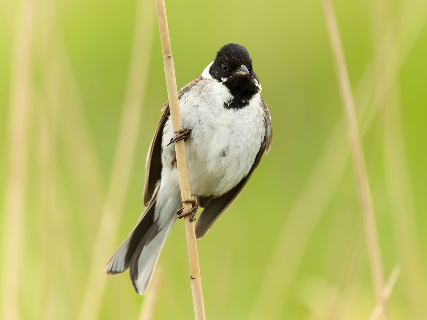 Reed buntings are a similar size to House sparrows