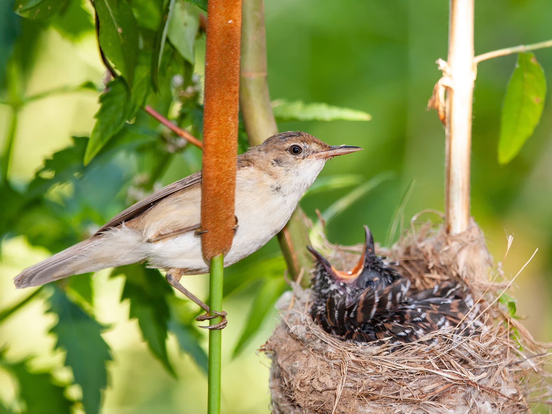 Reed Warbler feeding a common cuckoo at the nest