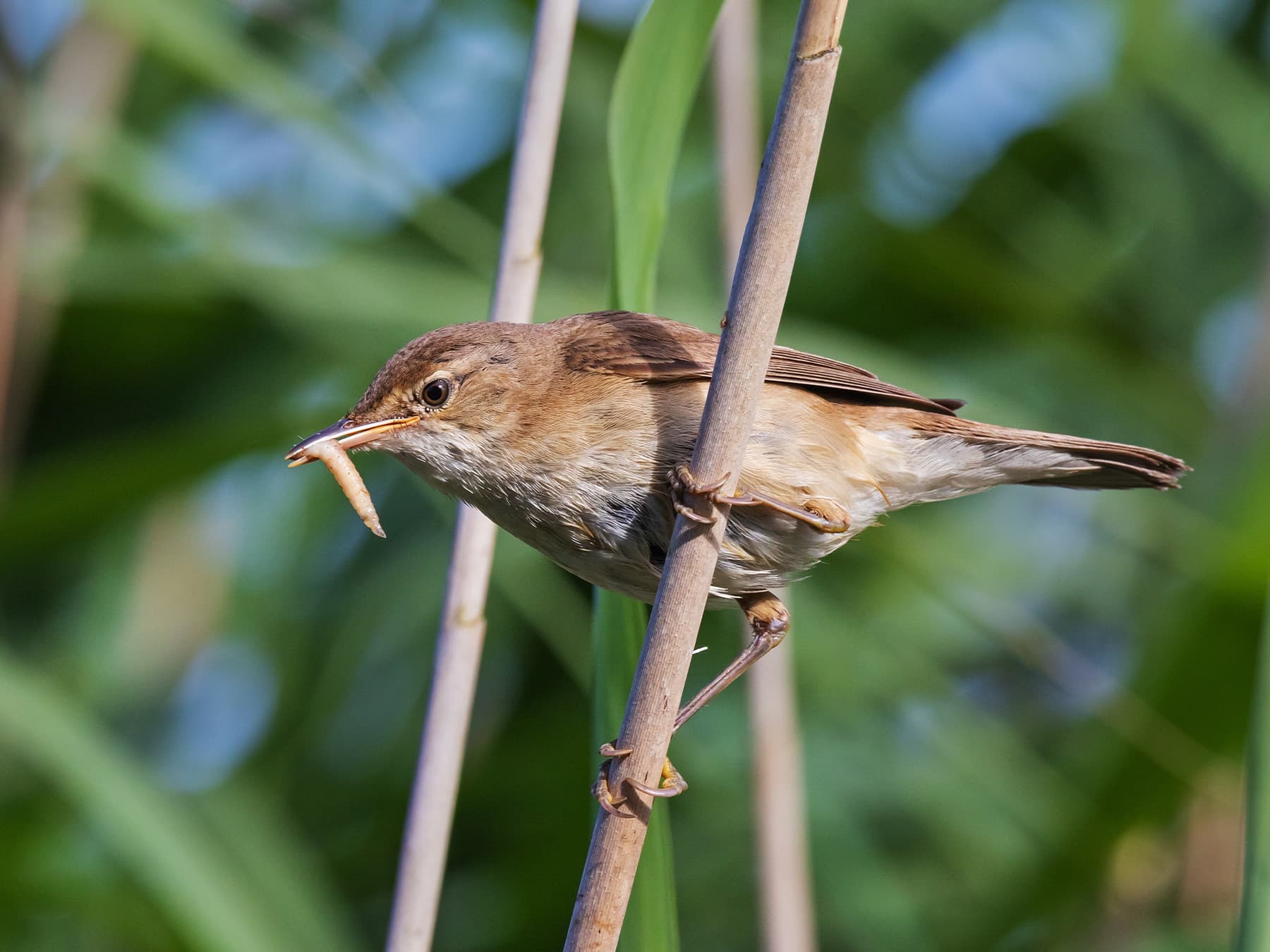 Reed Warbler feeding on a grub