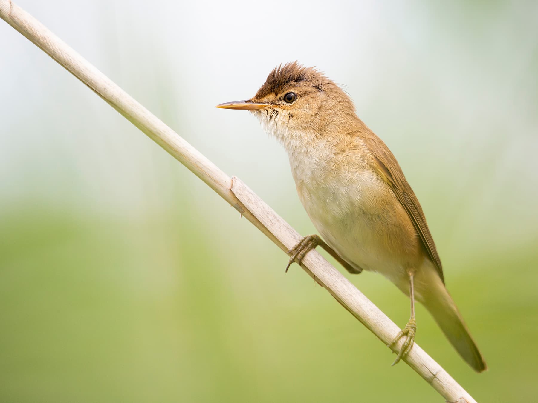 Reed Warbler in natural habitat