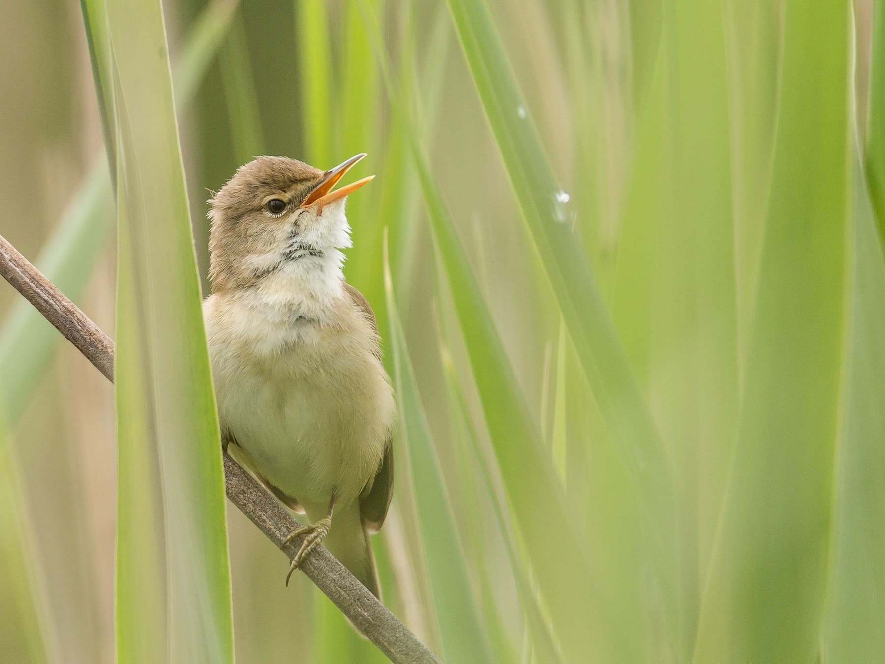 Reed Warbler in song