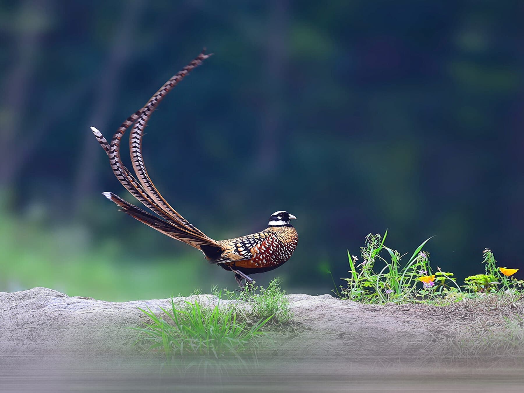 The long tail of a Reeves's Pheasant
