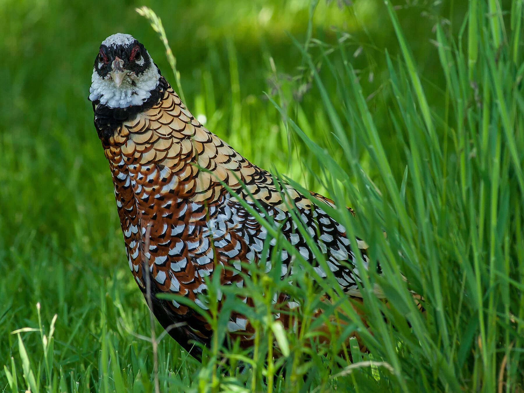 Reeves's Pheasant in the long grass