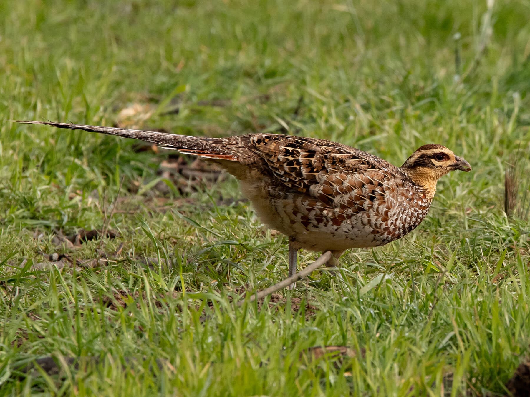 Female Reeves's Pheasant