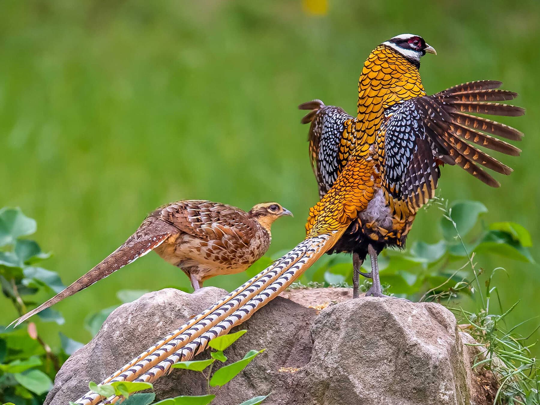 Male and female Reeves's Pheasants