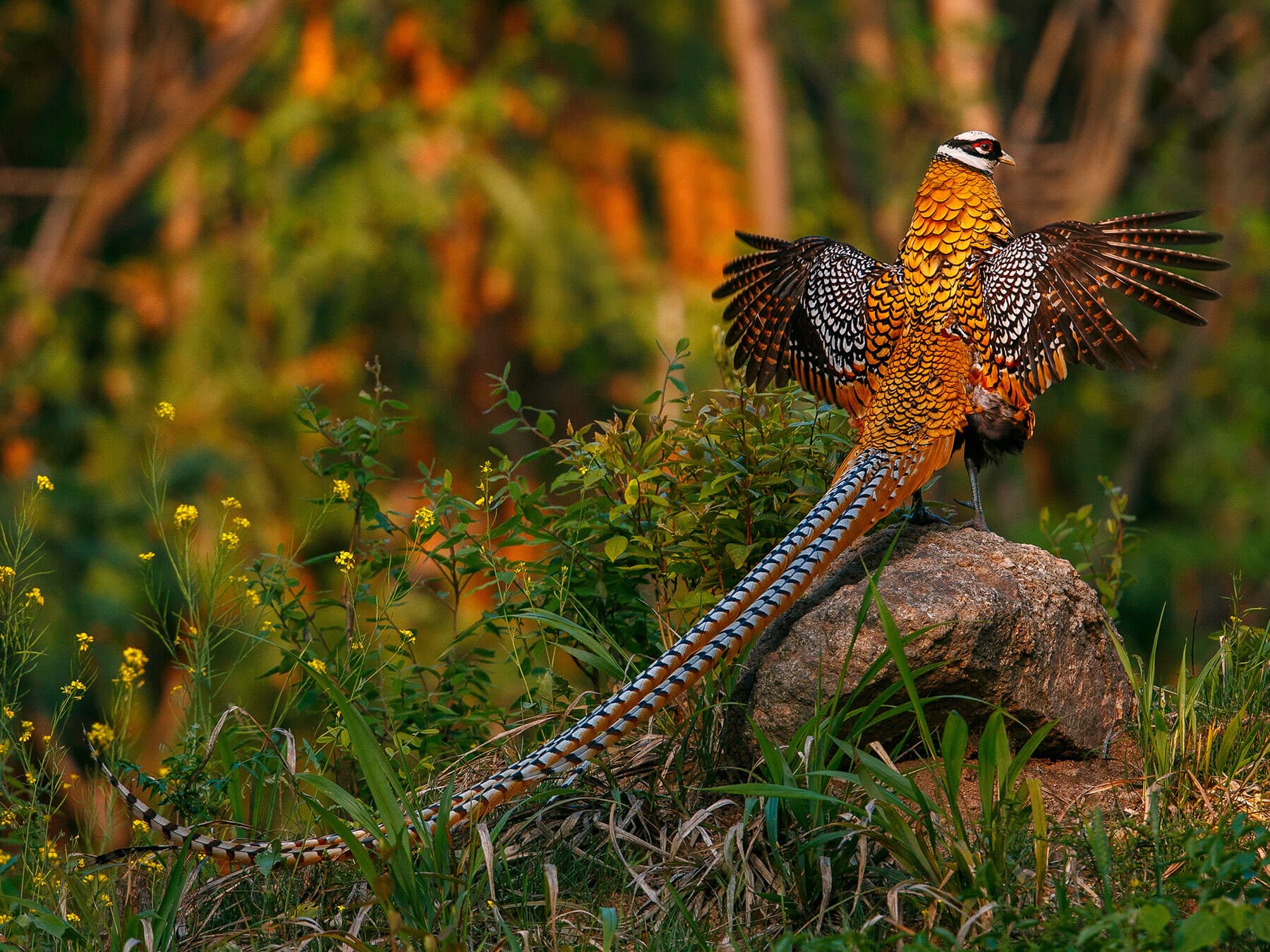 A male Reeves's Pheasant