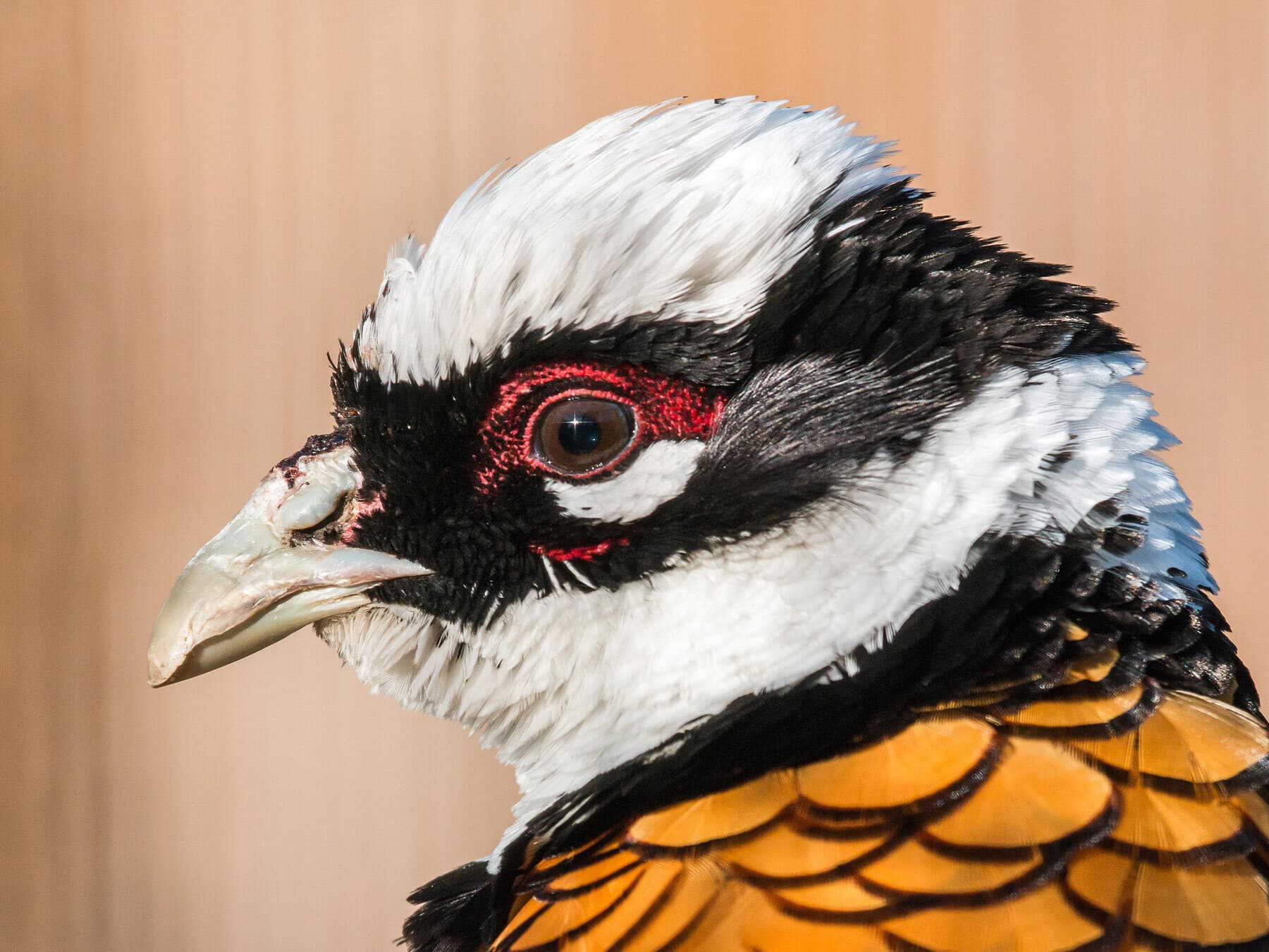 Portrait of a Reeves's Pheasant