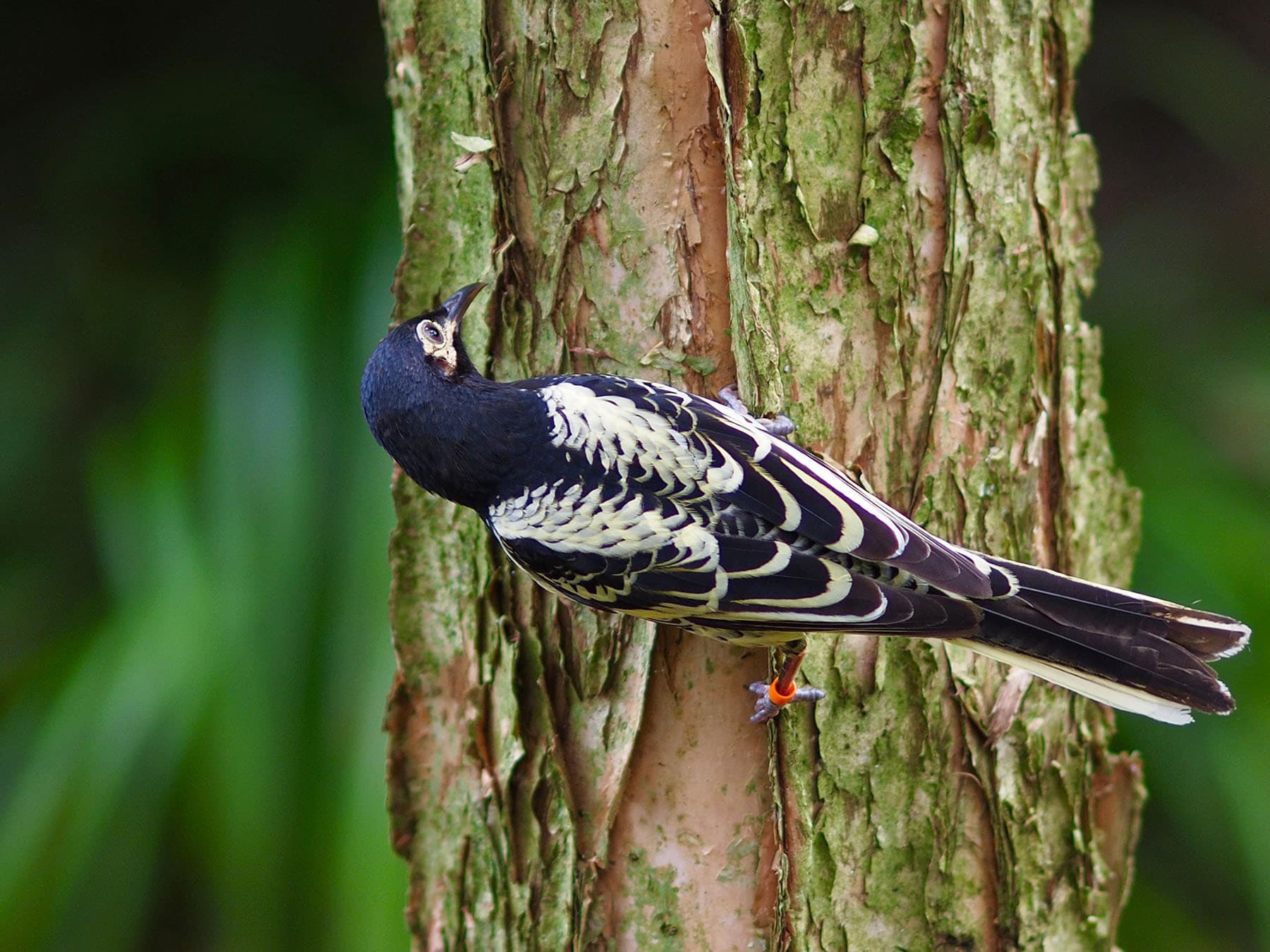 Regent Honeyeater foraging for food
