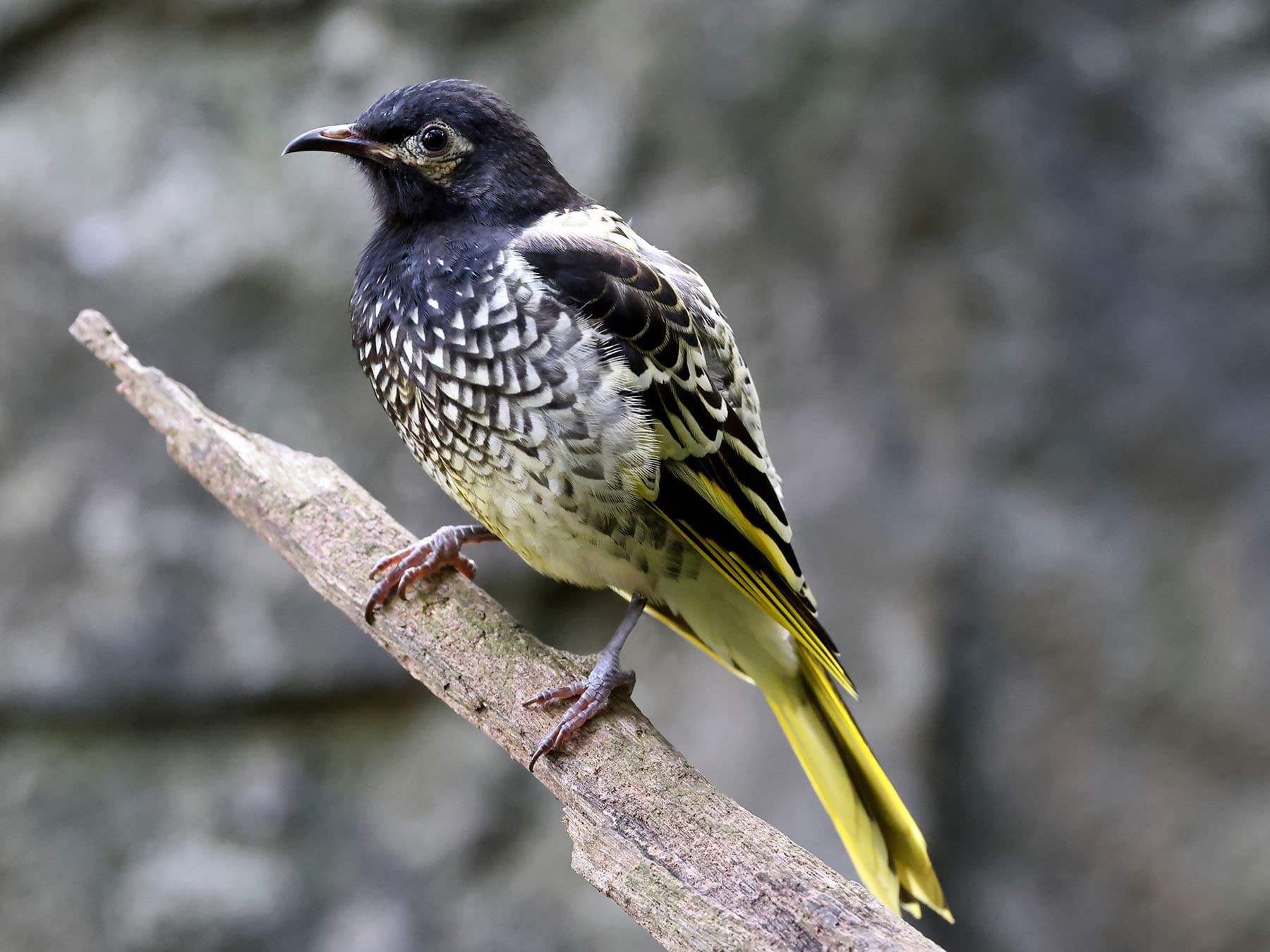 Regent Honeyeater perched on a broken branch