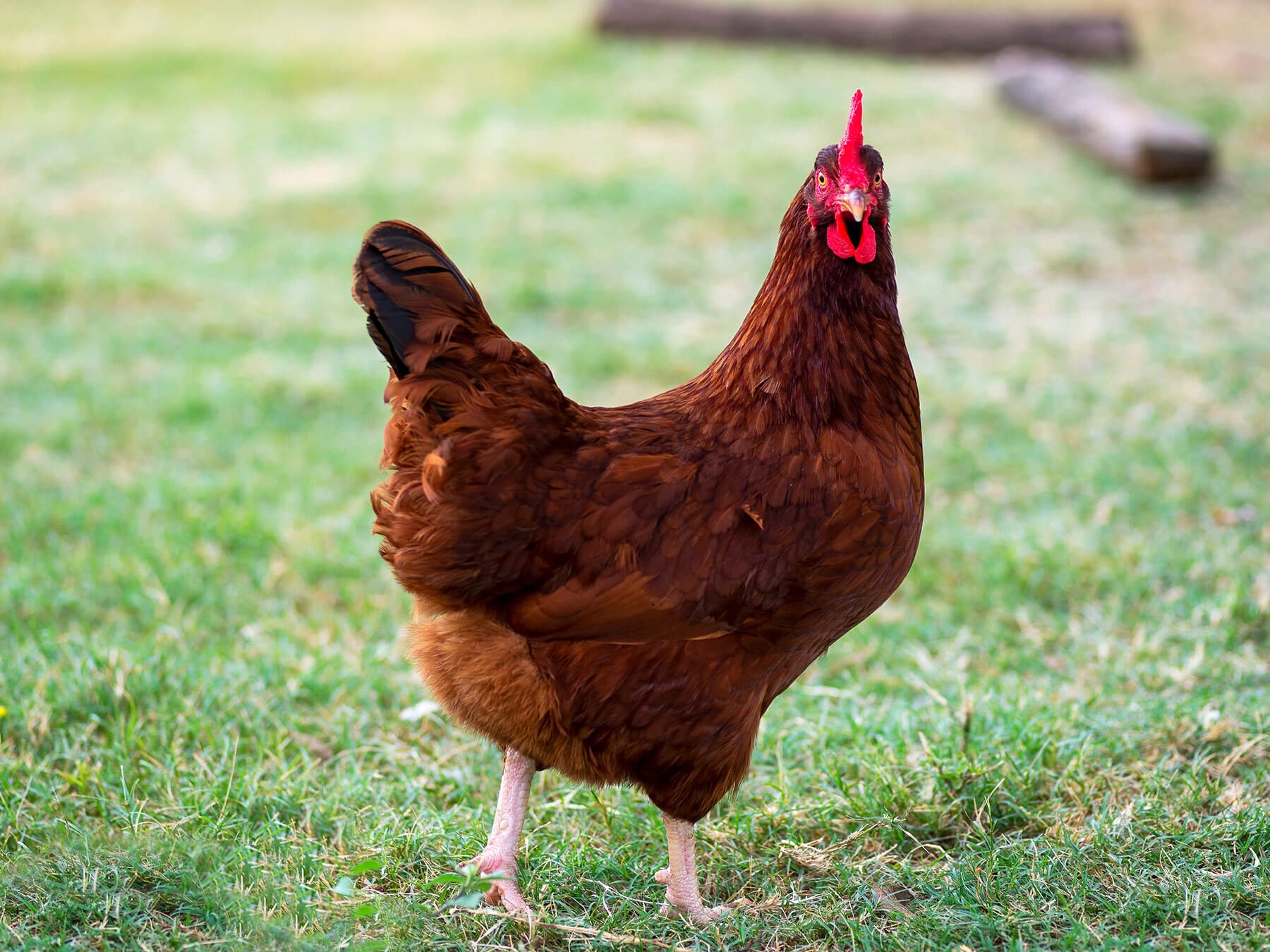Rhode Island Red