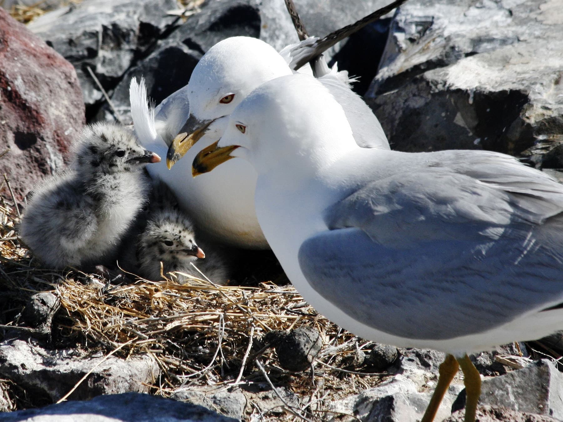 Pair of Ring-billed Gulls at the nest with their chicks