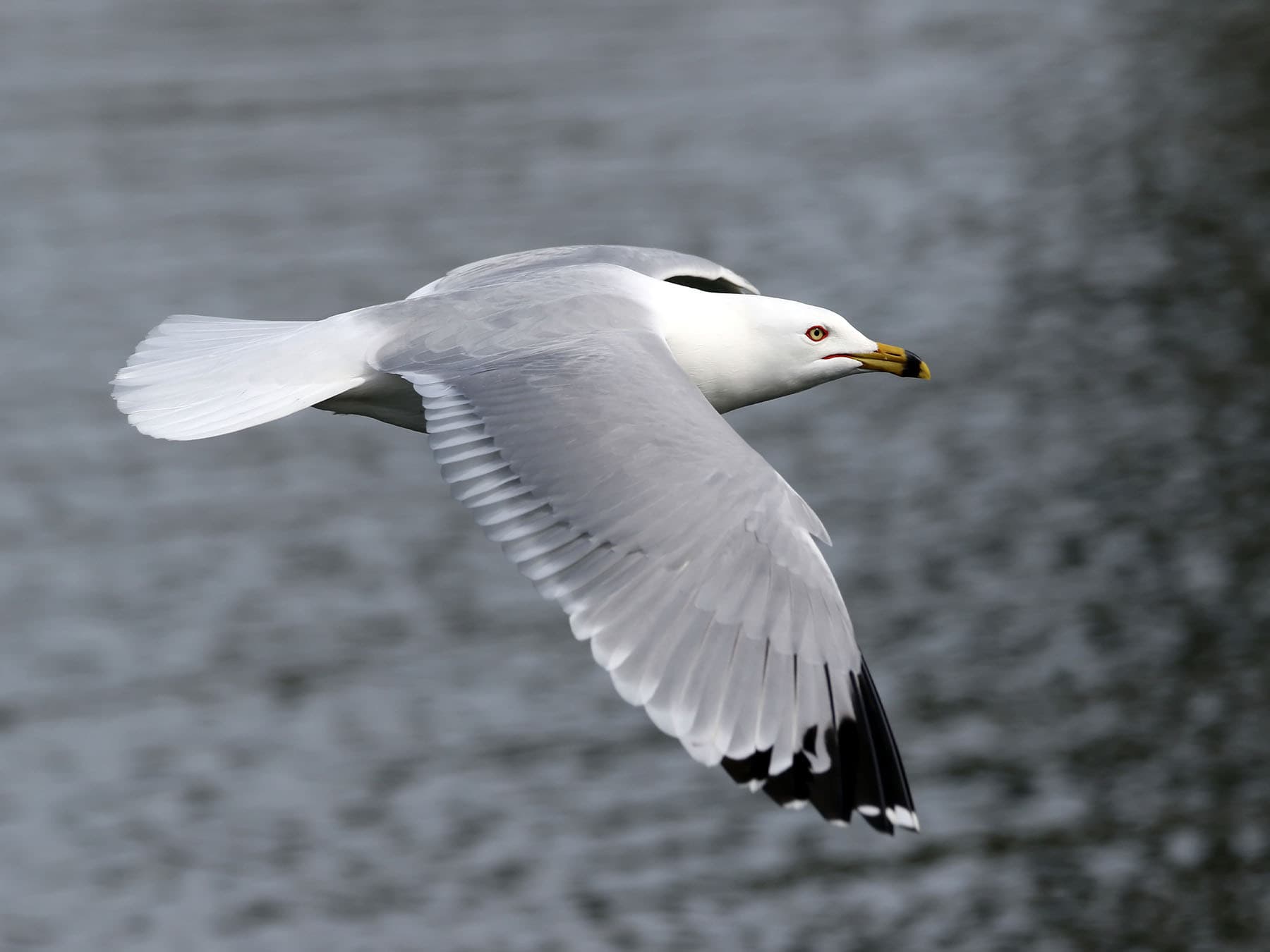 Ring-billed Gull in-flight over the sea