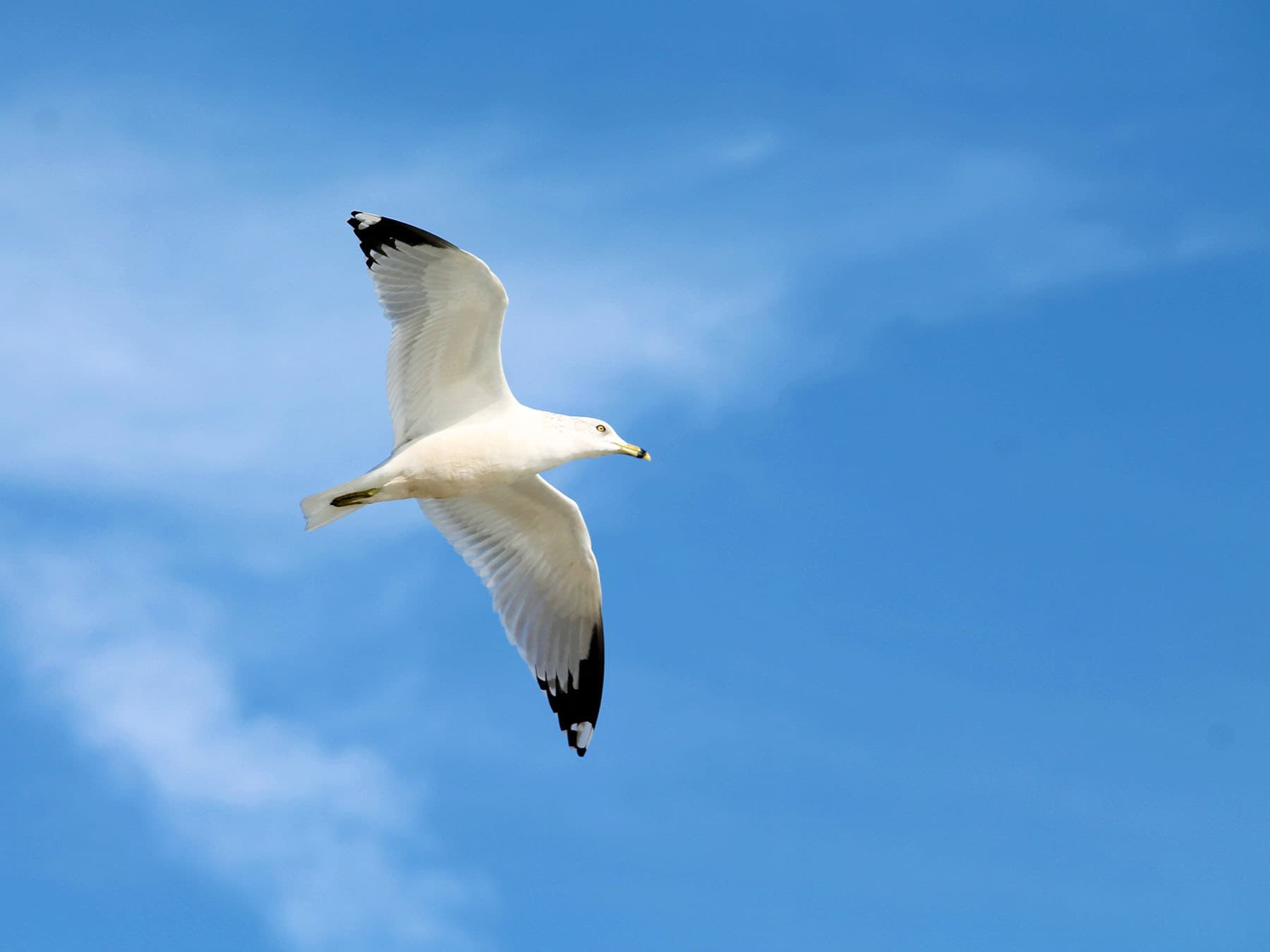 Ring-billed Gull in-flight