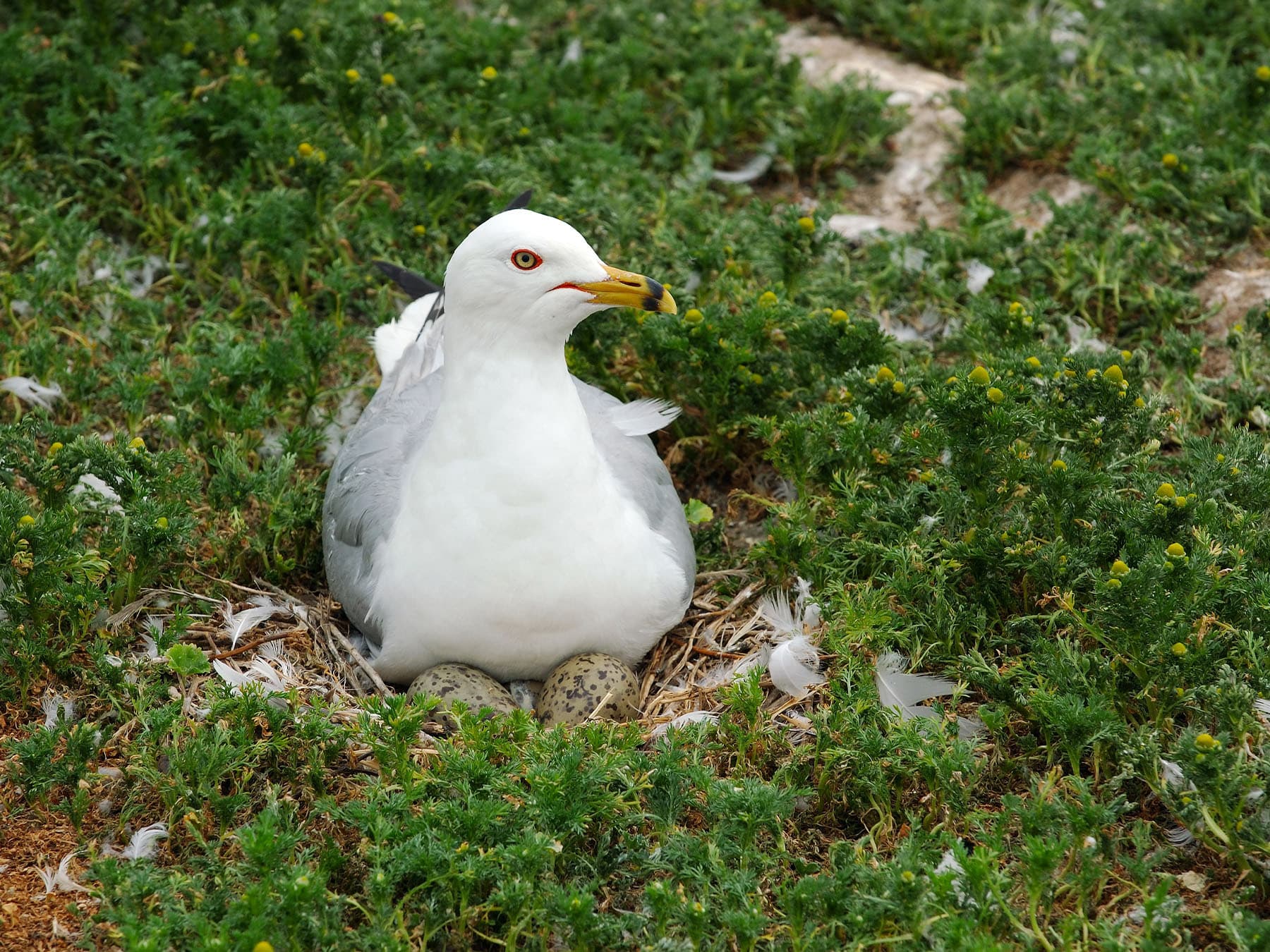 Ring-billed Gull sitting on the nest incubating eggs