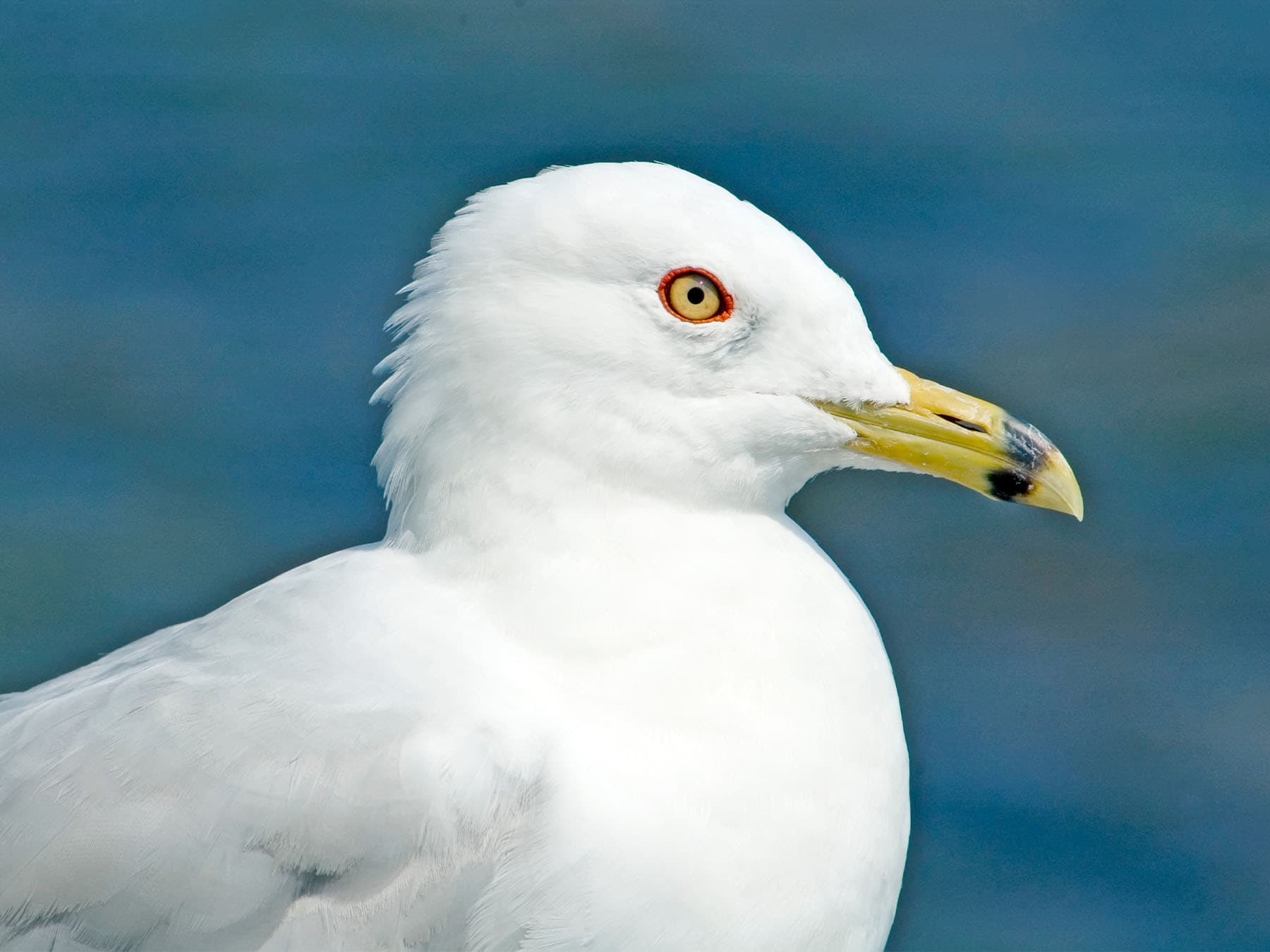 Portrait of a breeding Ring-billed Gull