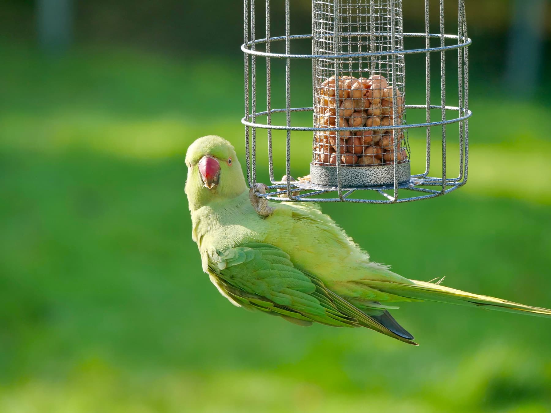 Ring necked Parakeet at garden feeder eating nuts