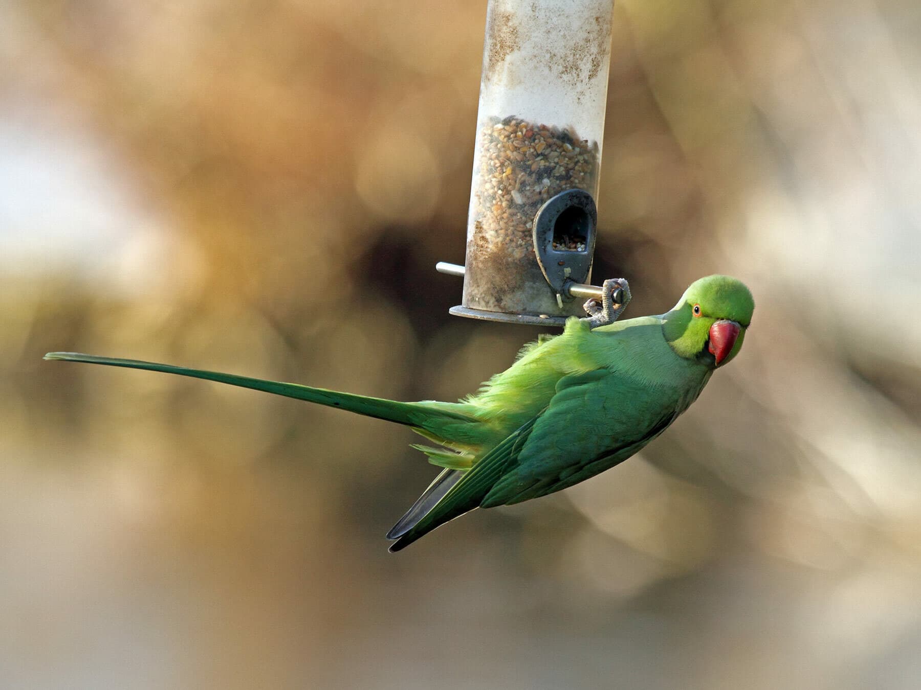 Ring-necked Parakeet on bird feeder