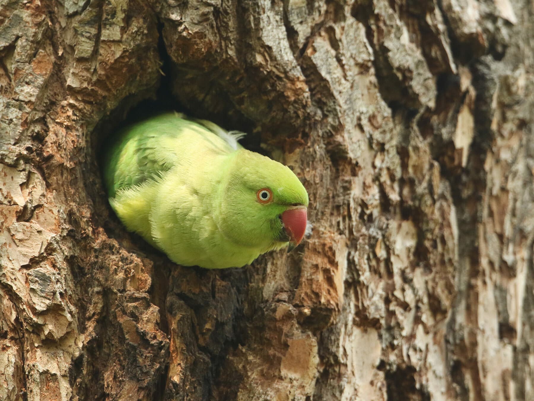 The nest cavity of a Rose-ringed Parakeet