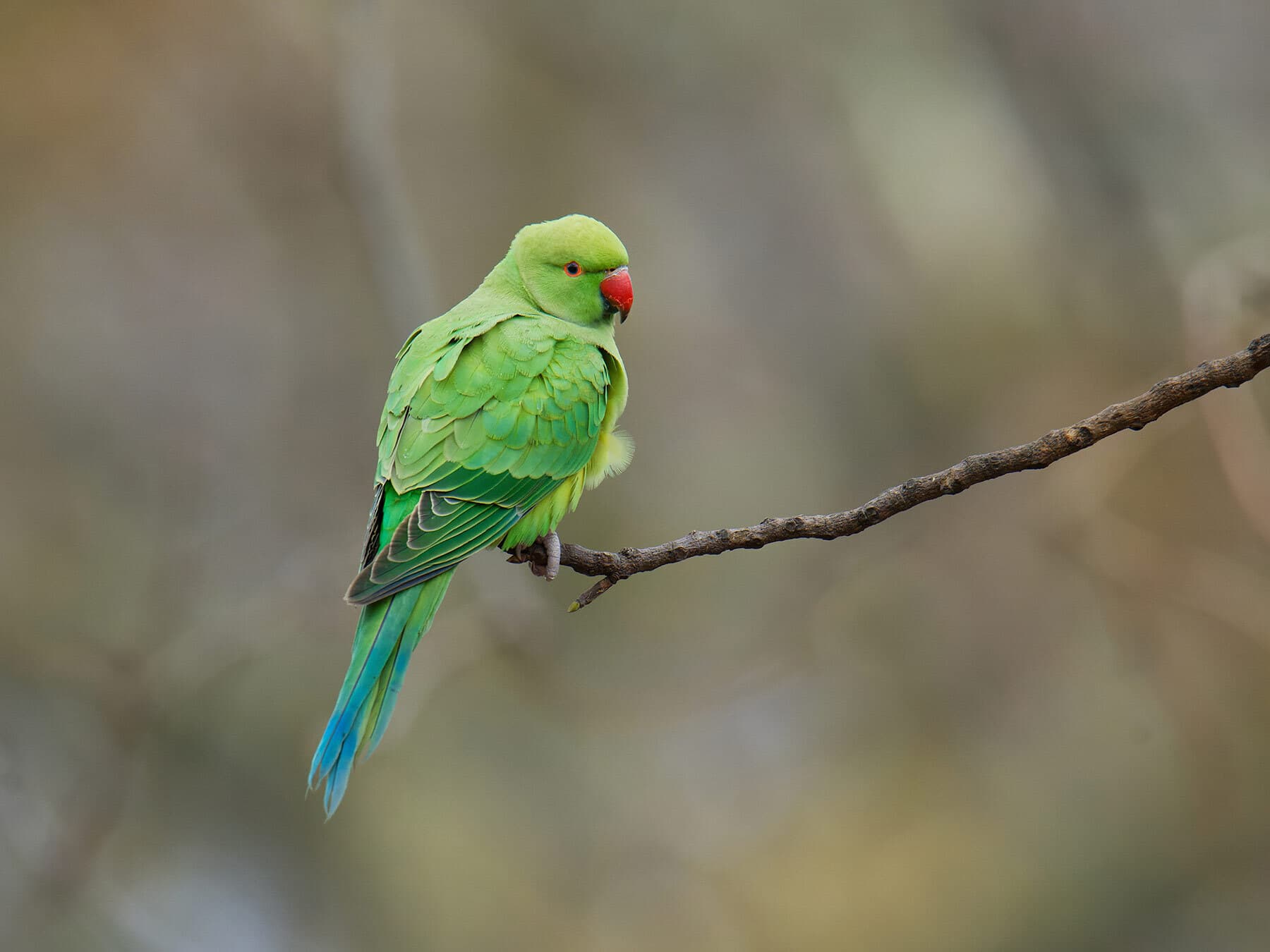 Ring necked parakeet invasive