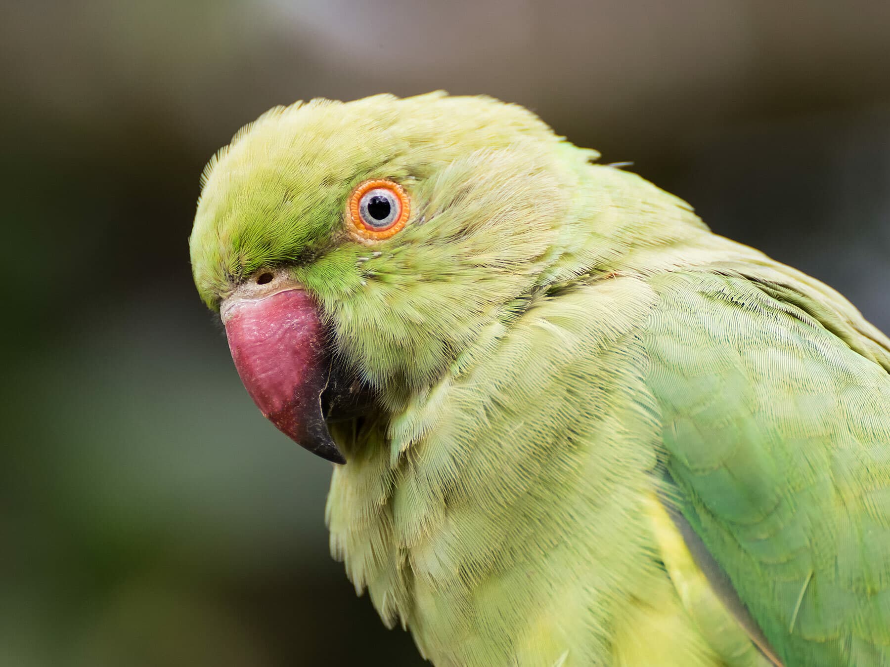 Close up of a Ring-necked Parakeet
