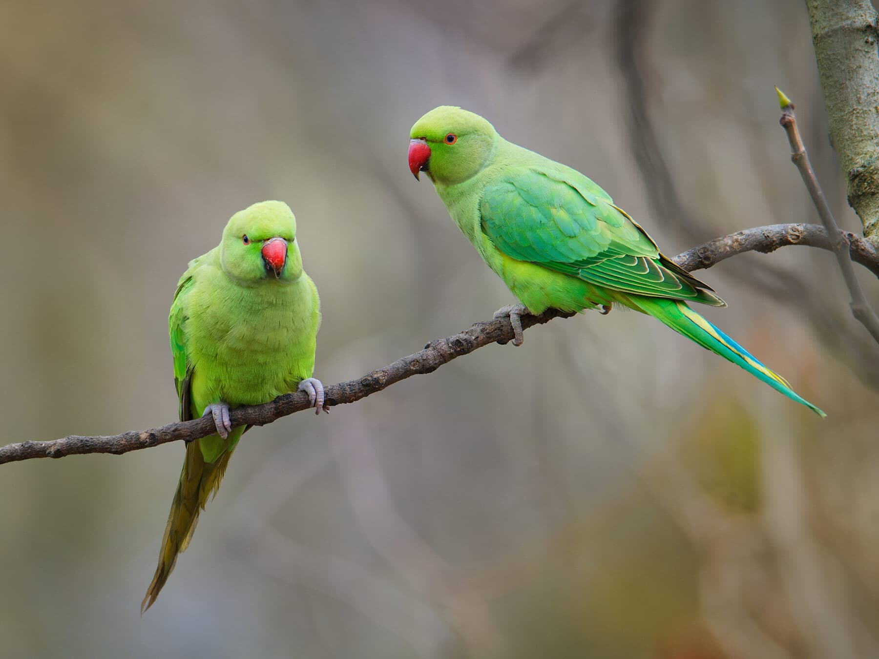 Pair of Rose-ringed Parakeets