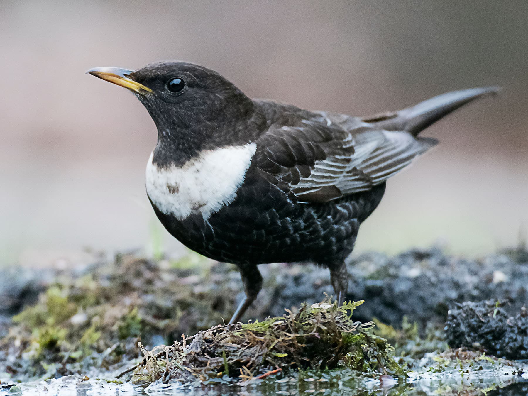 Ring Ouzels are considered an aggressive nest defender