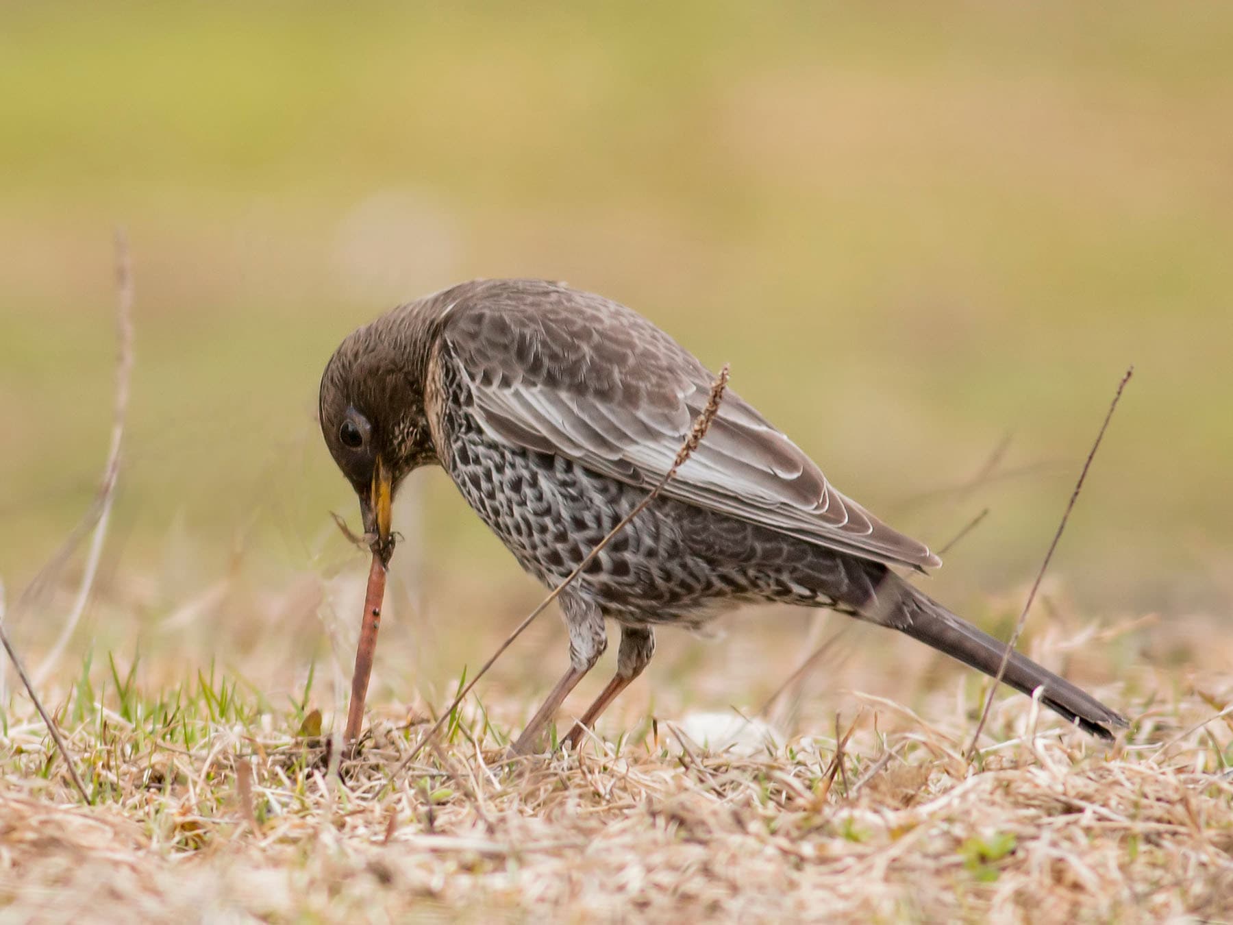 Ring Ouzel feeding on a worm, by picking it out of the ground