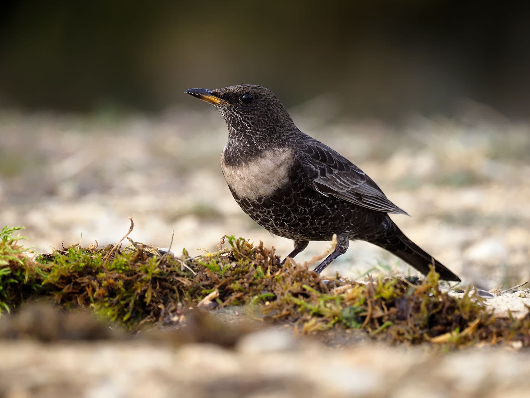 Ring Ouzel (female), on the ground foraging