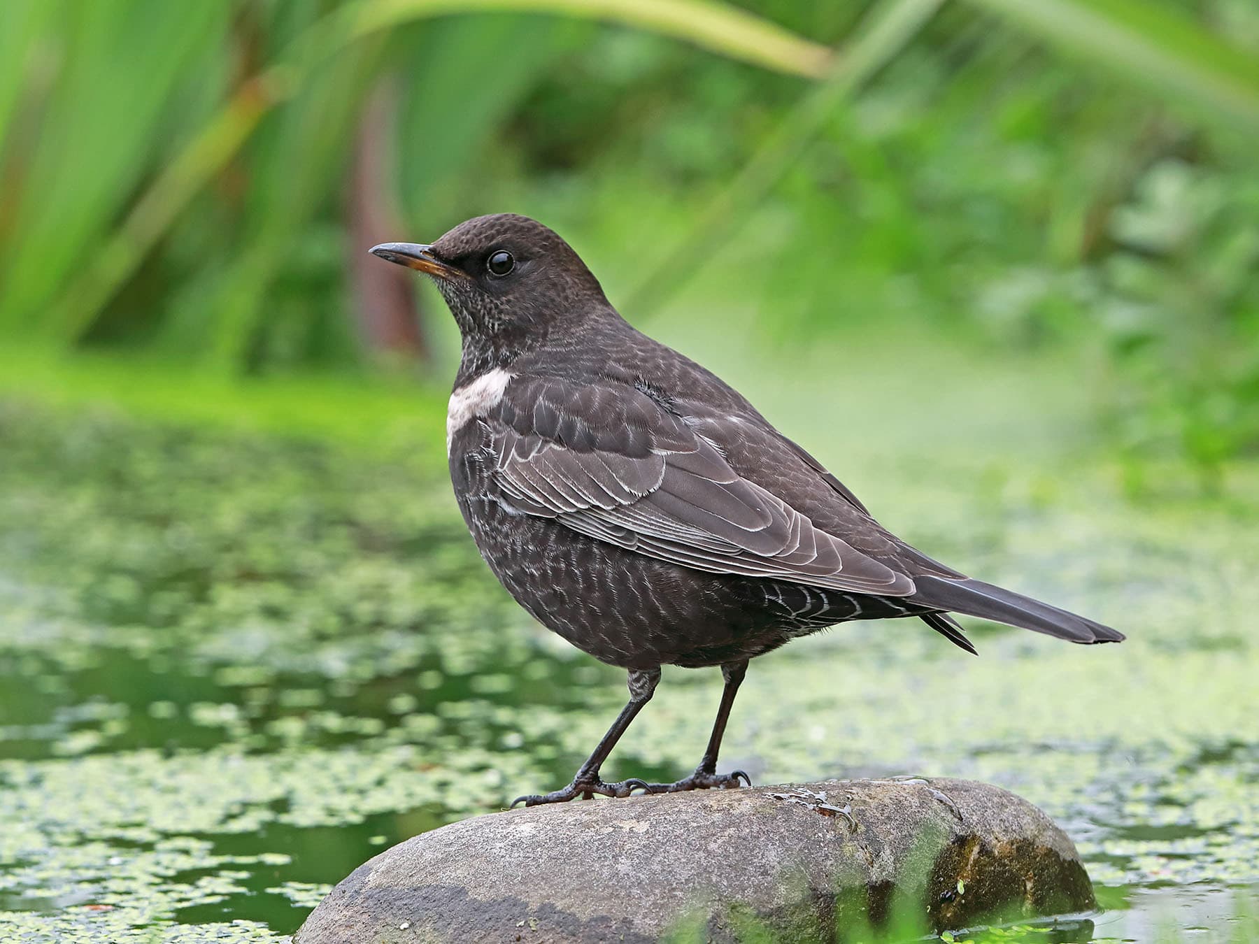 Ring Ouzel first winter, Eccles-on-Sea, Norfolk, UK