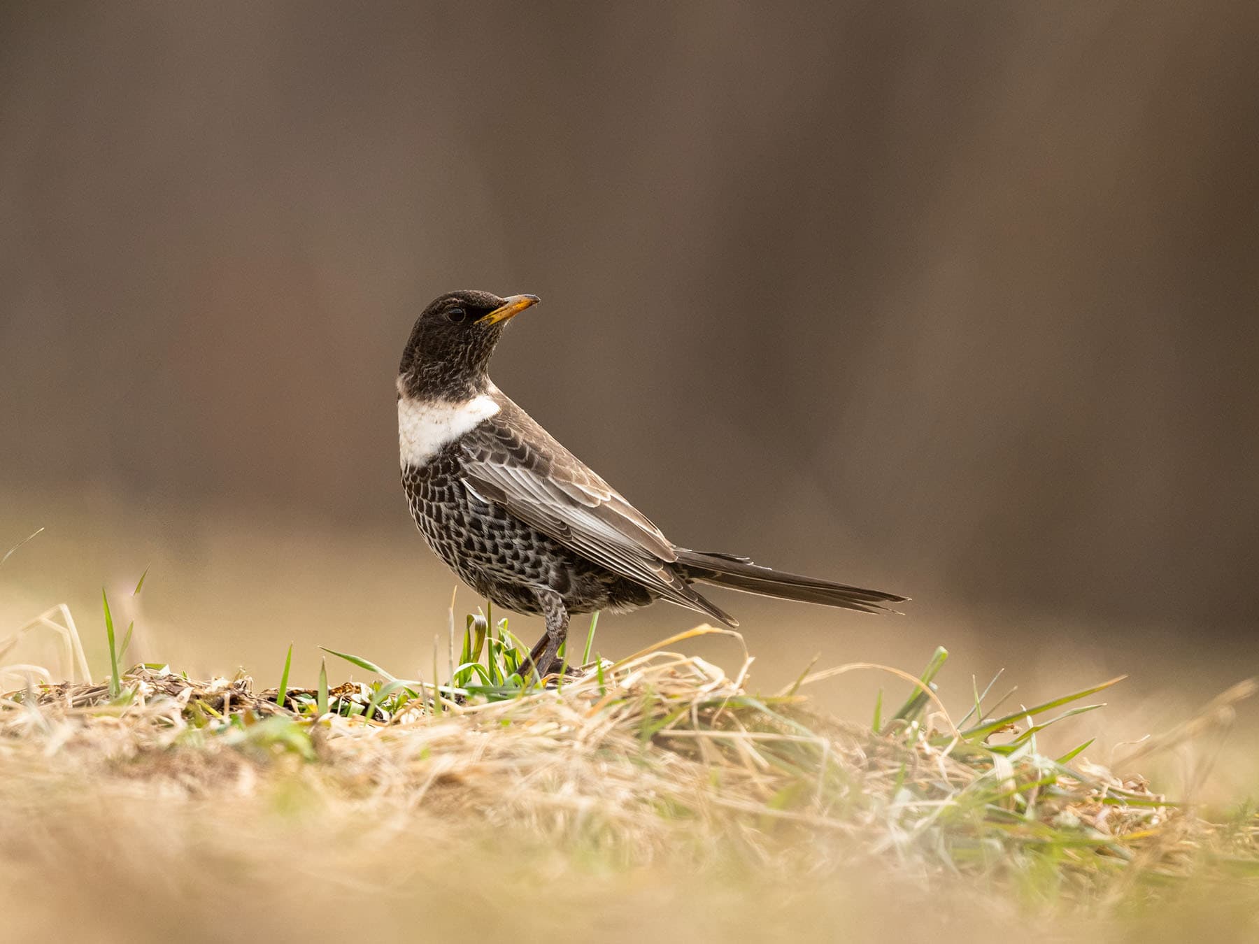 Ring Ouzels have a large range across from Ireland and the UK, to Russia’s Kola Peninsula