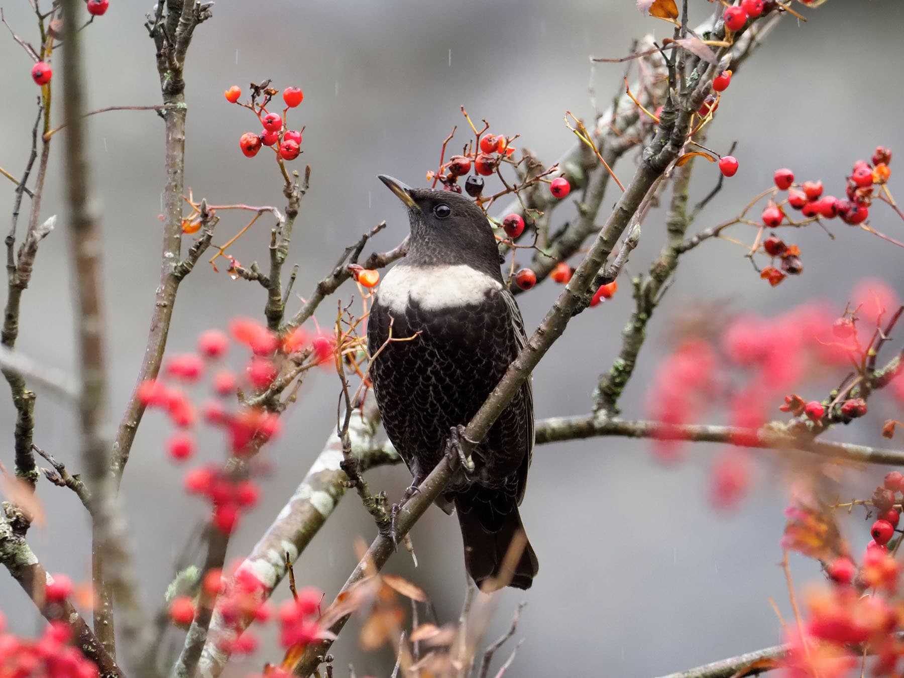 Ring Ouzel perched in a tree full of berries