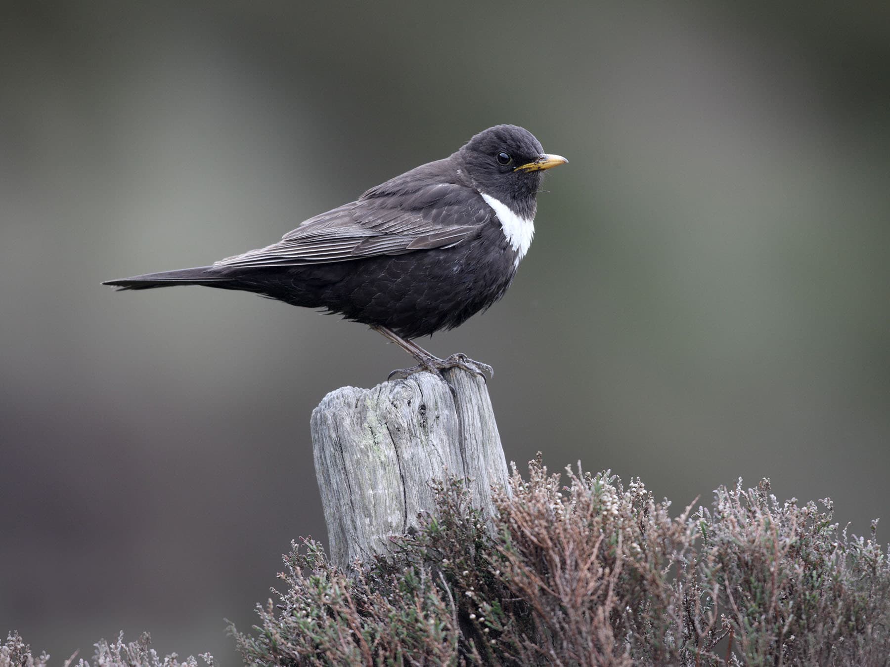 Ring Ouzel (male) perched on a post