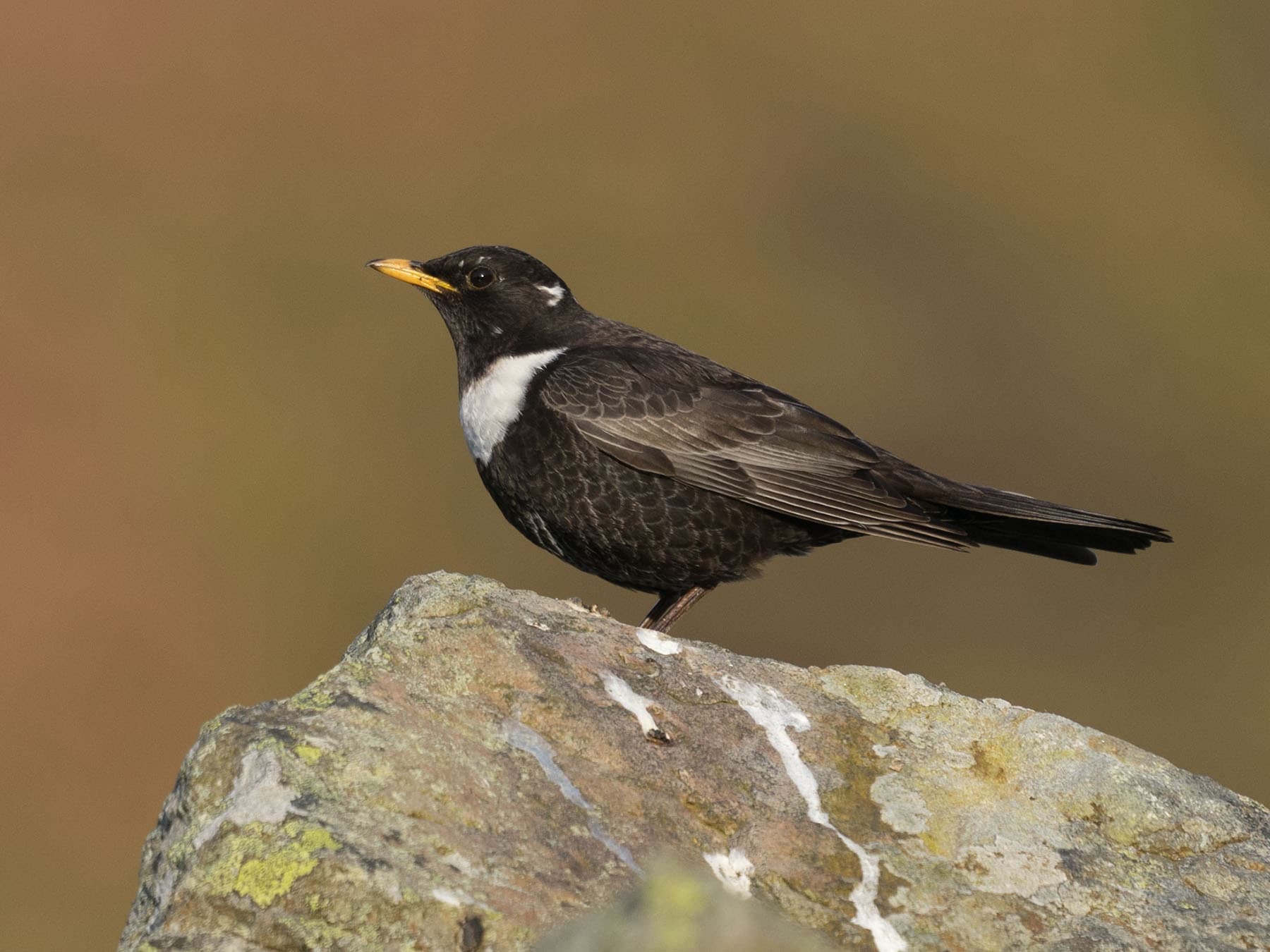 Ring Ouzel perched on a rock