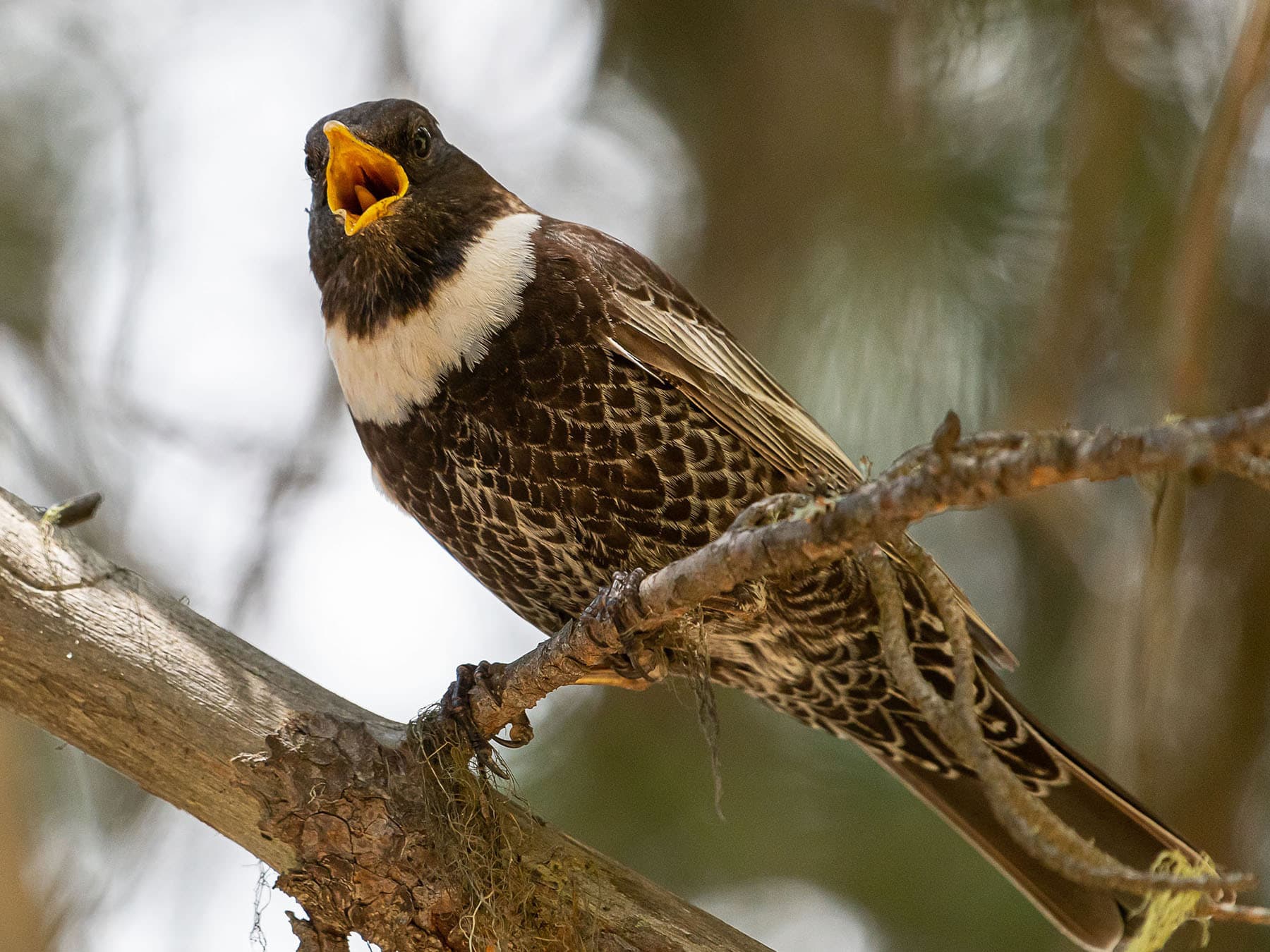 Perched Ring Ouzel singing from a branch