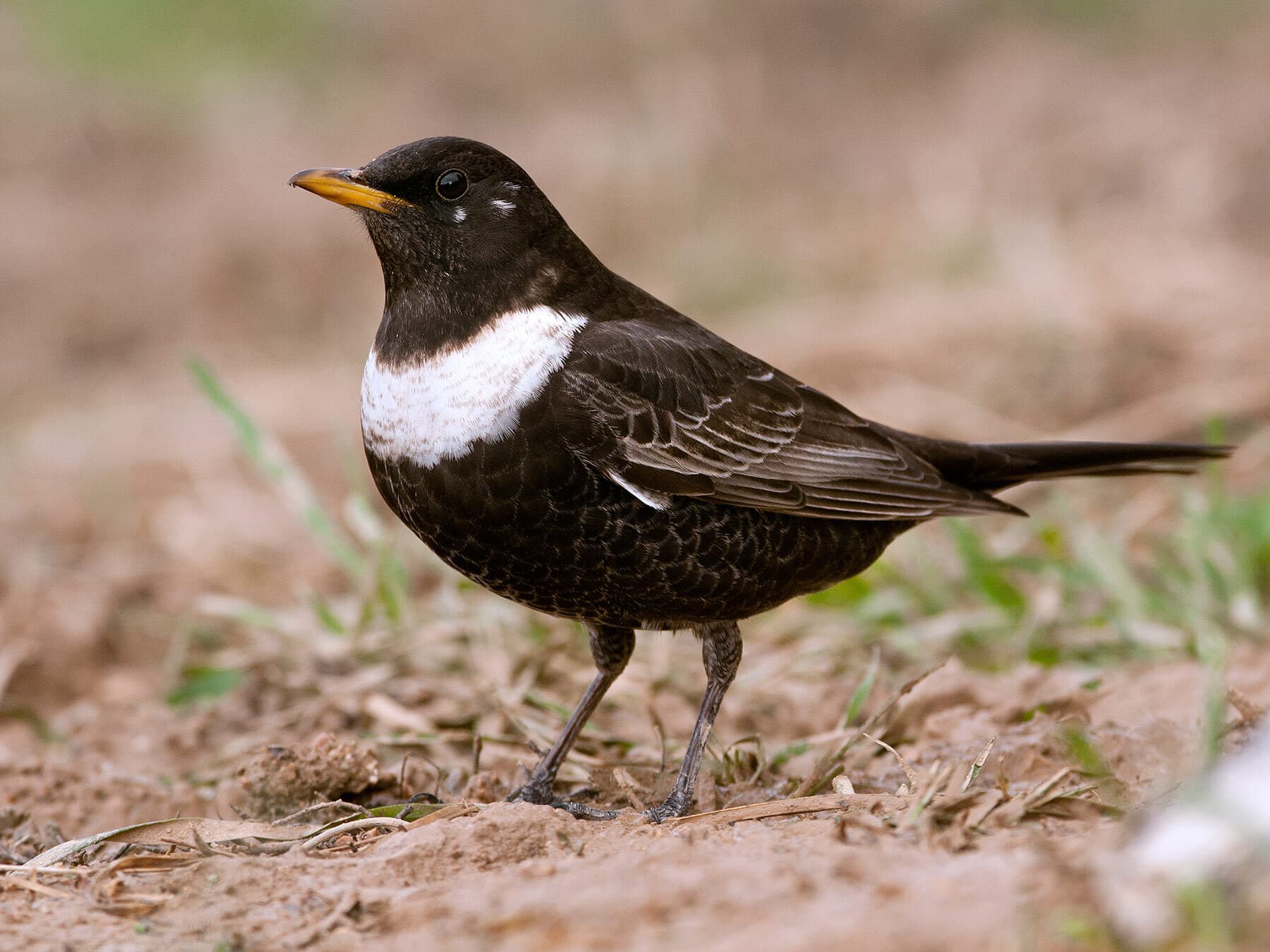 Ring ouzel