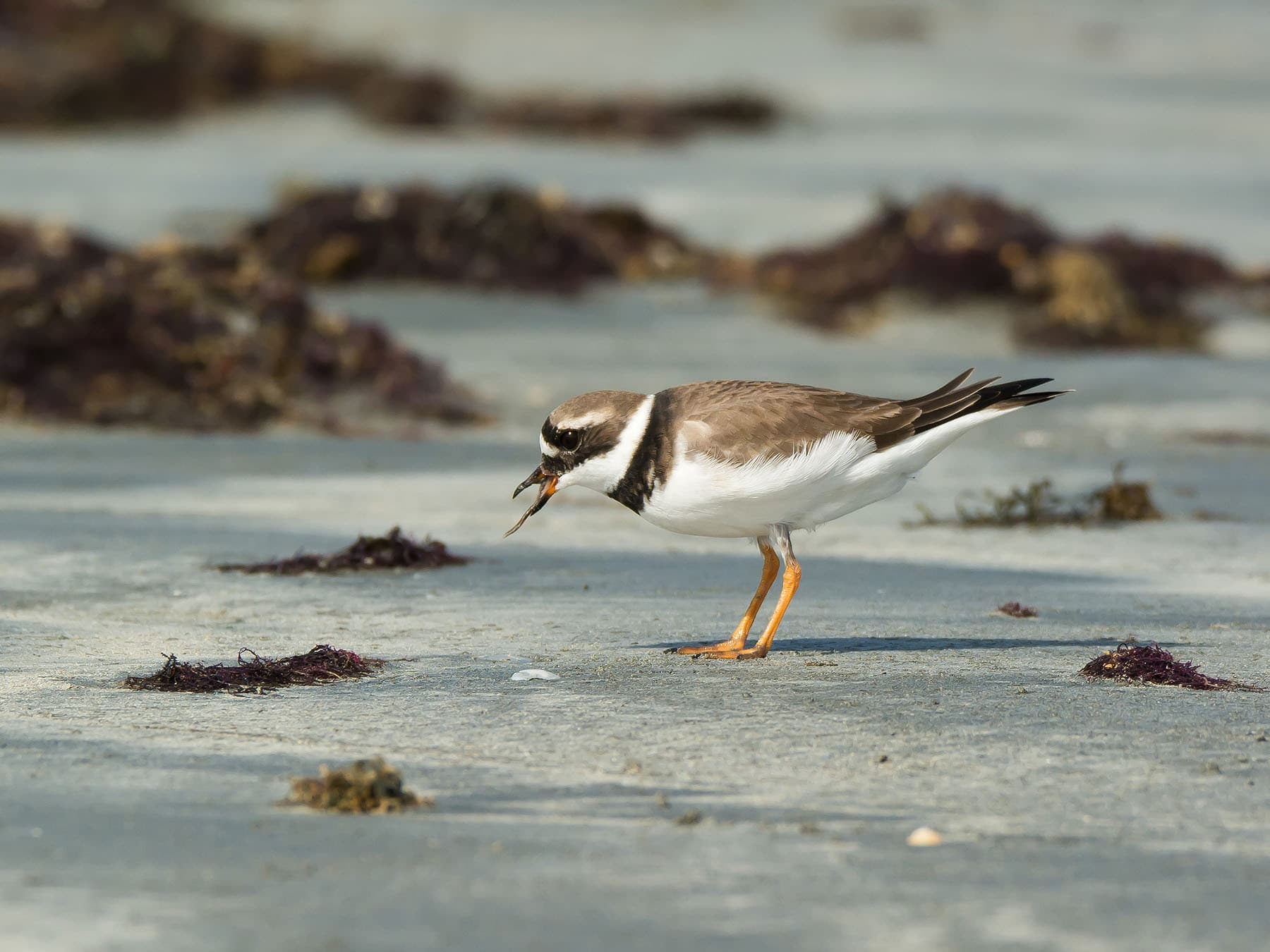 Ringed Plover eating a worm pulled up from the sand