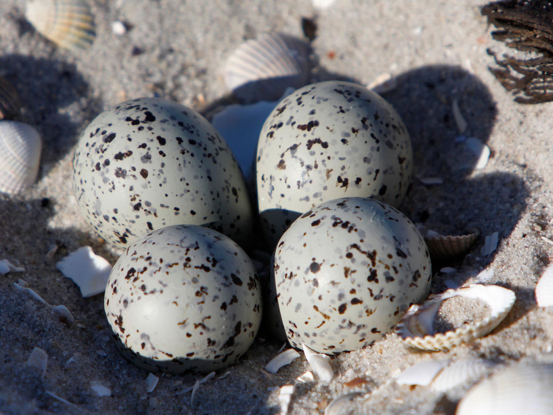 Ringed Plover nest, with four unhatched eggs inside