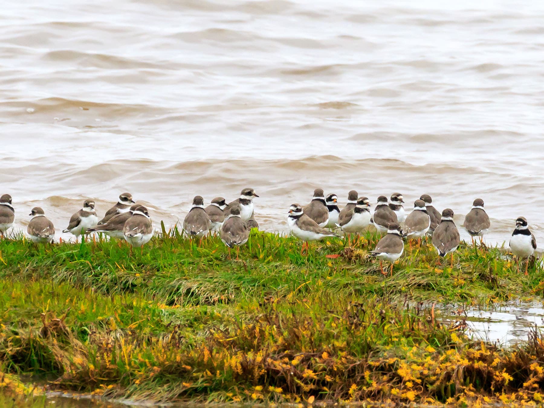 A flock of Ringed Plovers