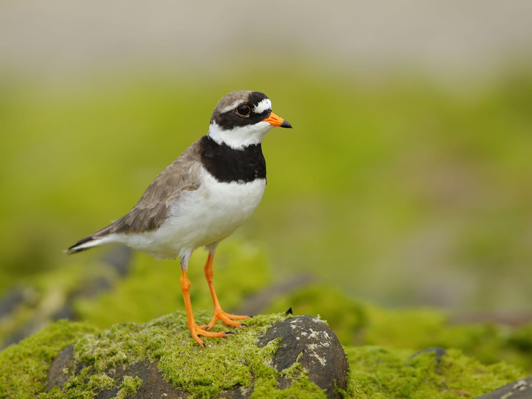Ringed Plovers can be seen almost all around the UK’s coastline and on many inland water bodies