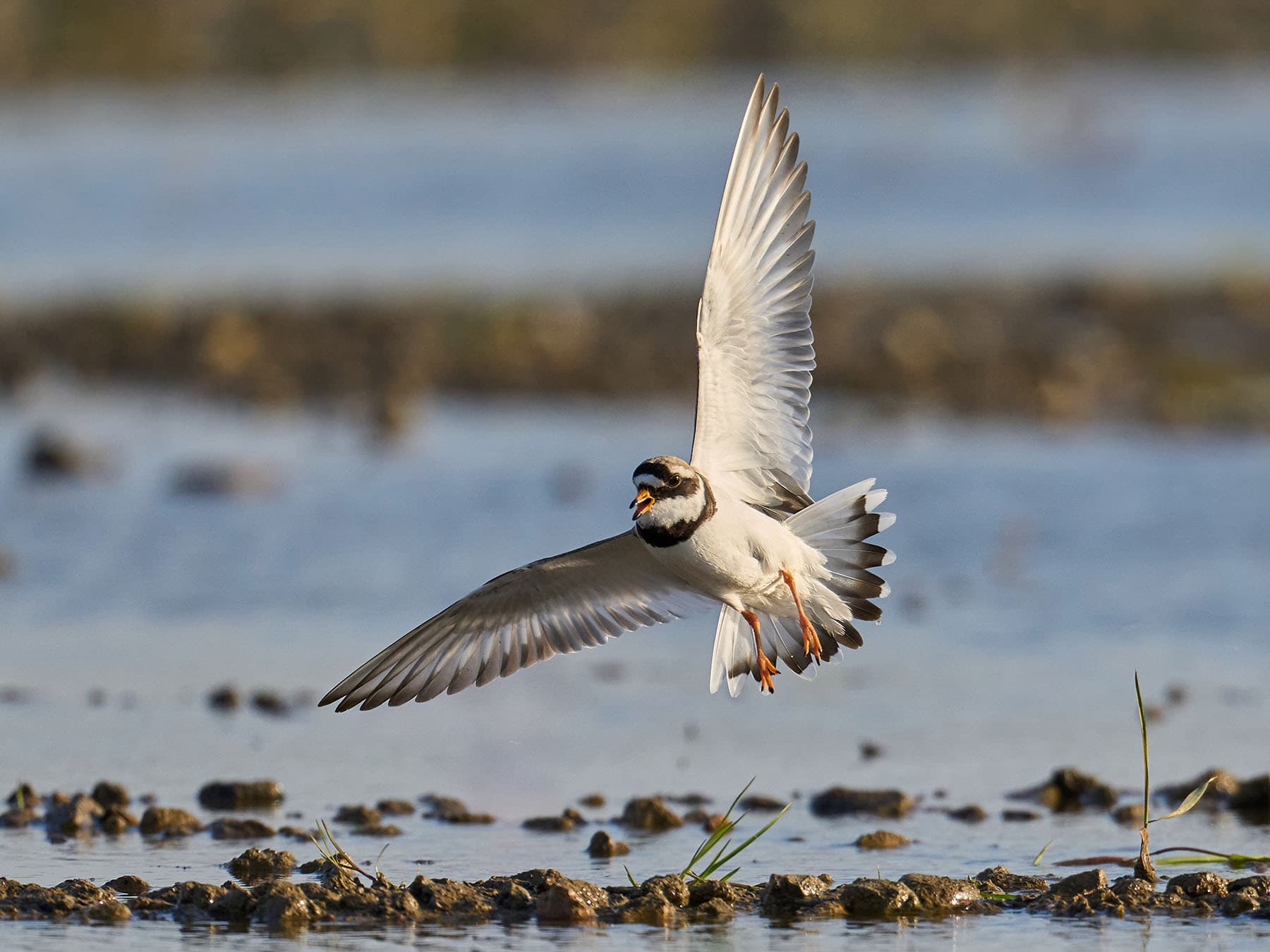 Ringed Plover in flight, with wings spread wide