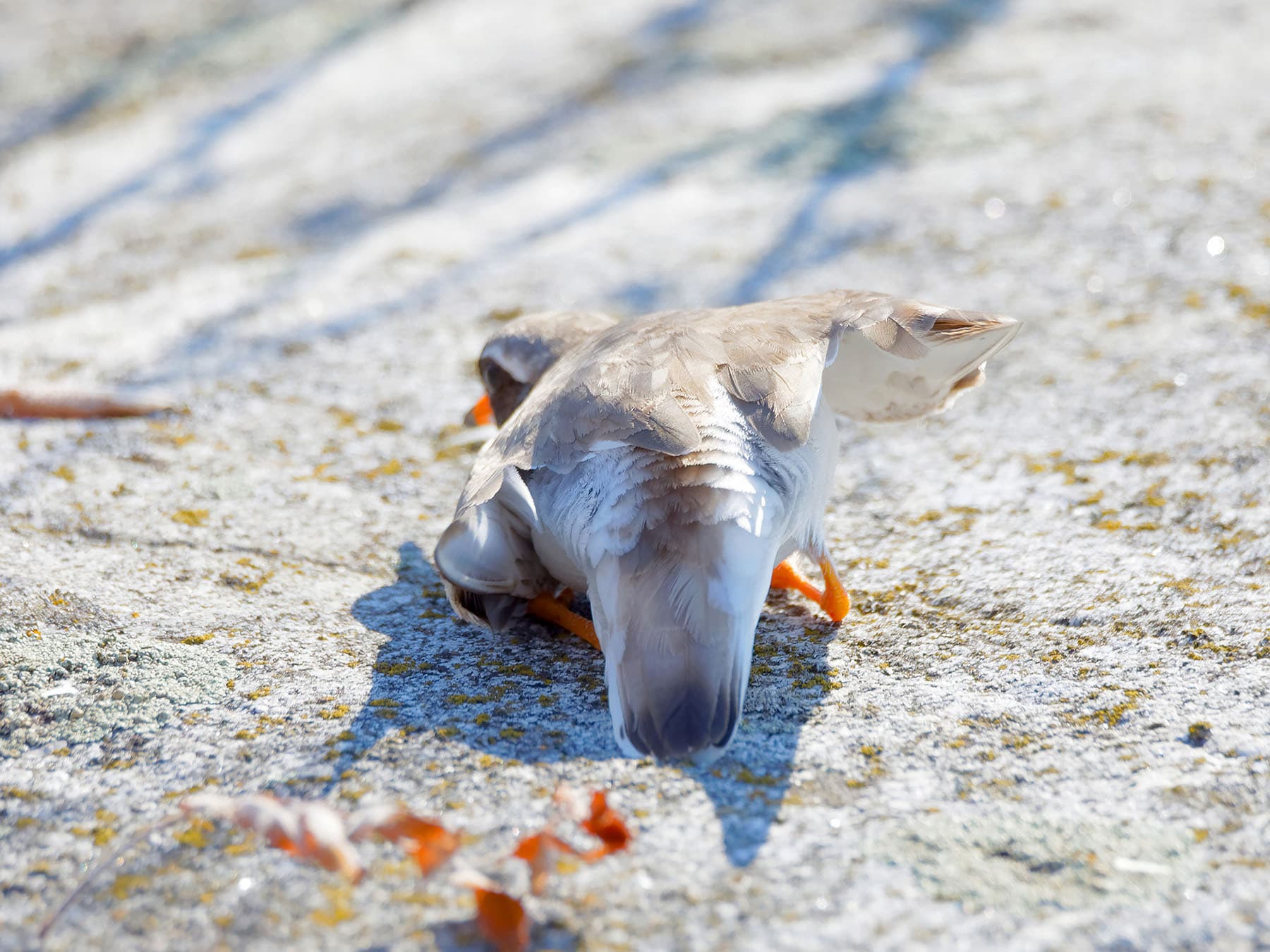 Ringed Plover pretending to be injured, to lure prey away from the nest