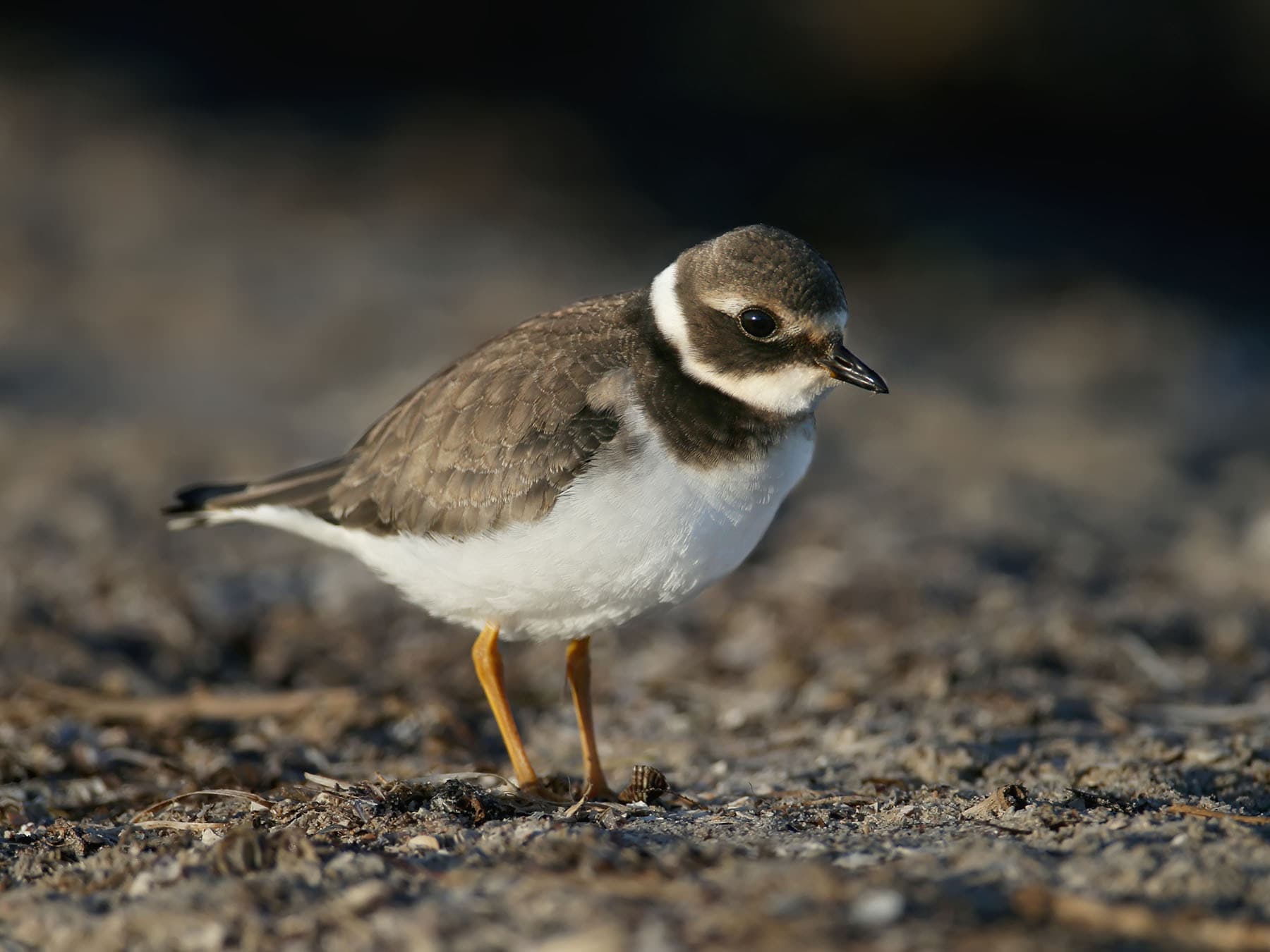 Ringed Plover - non-breeding plumage (Winter)