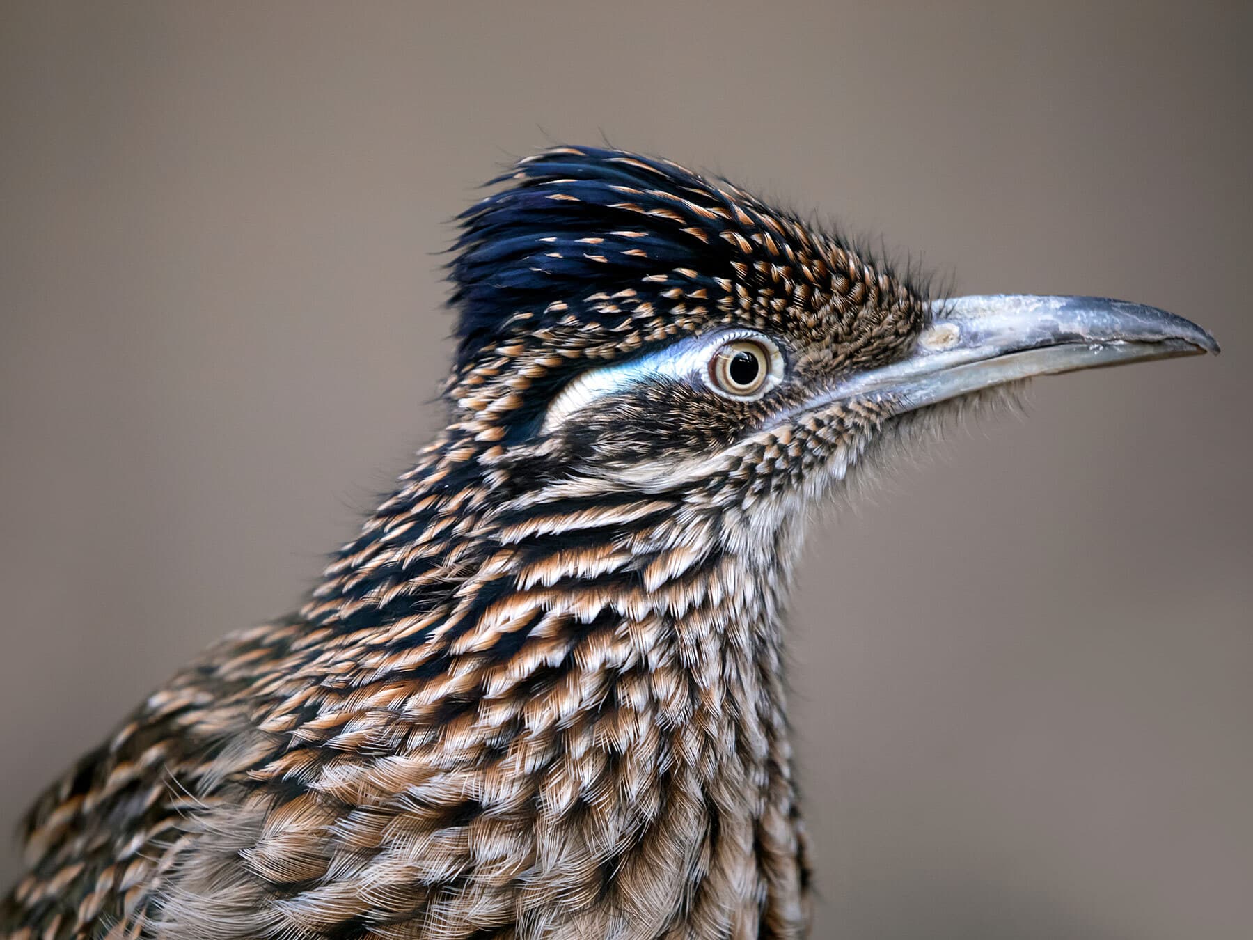 Roadrunner close up