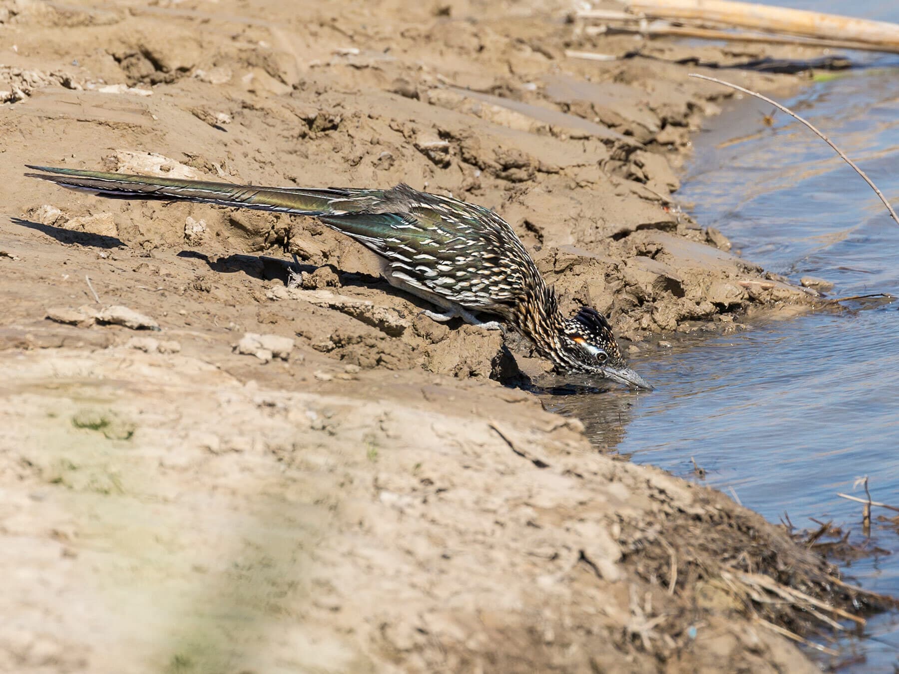 Roadrunner drinking water