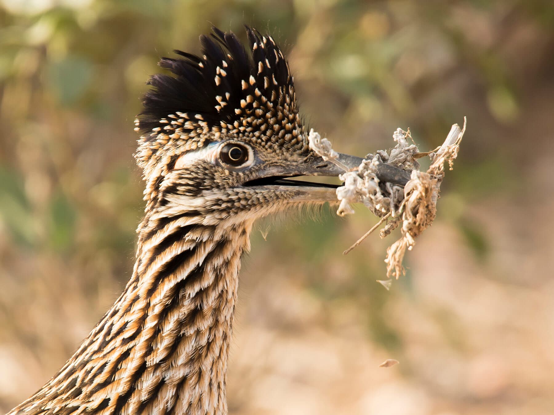 Roadrunner nest