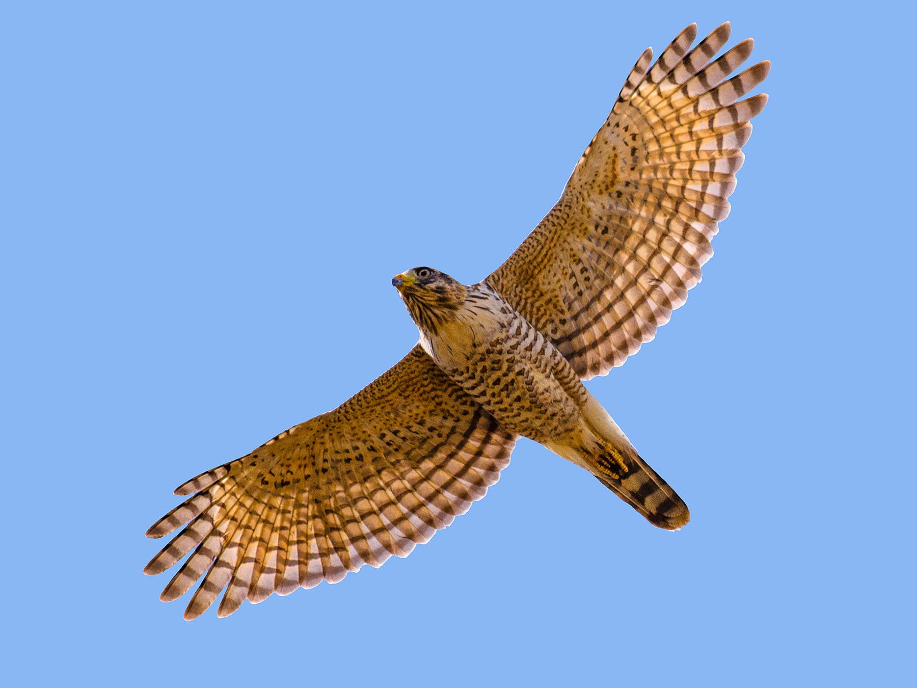 Roadside Hawk in-flight